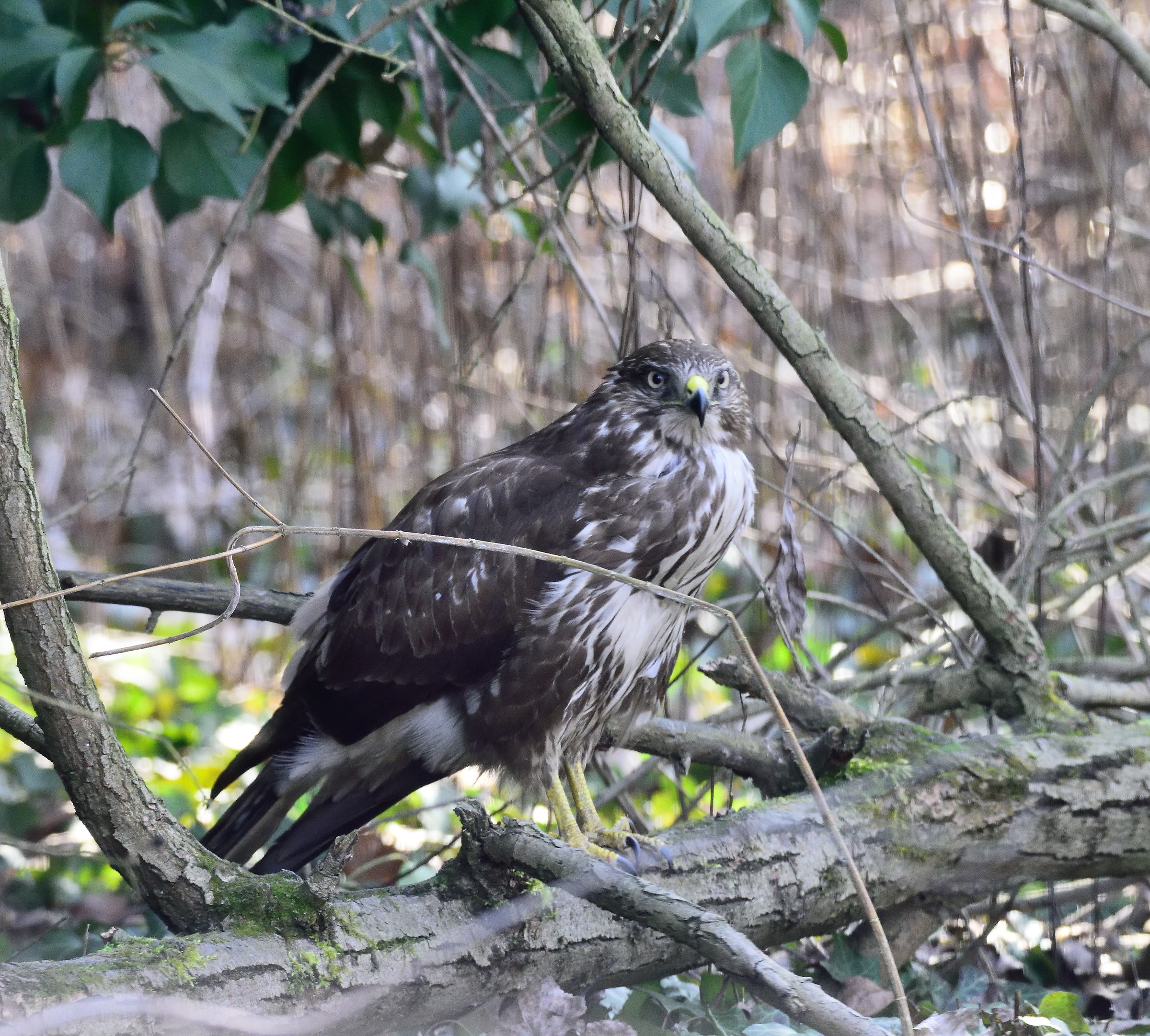 buzzard