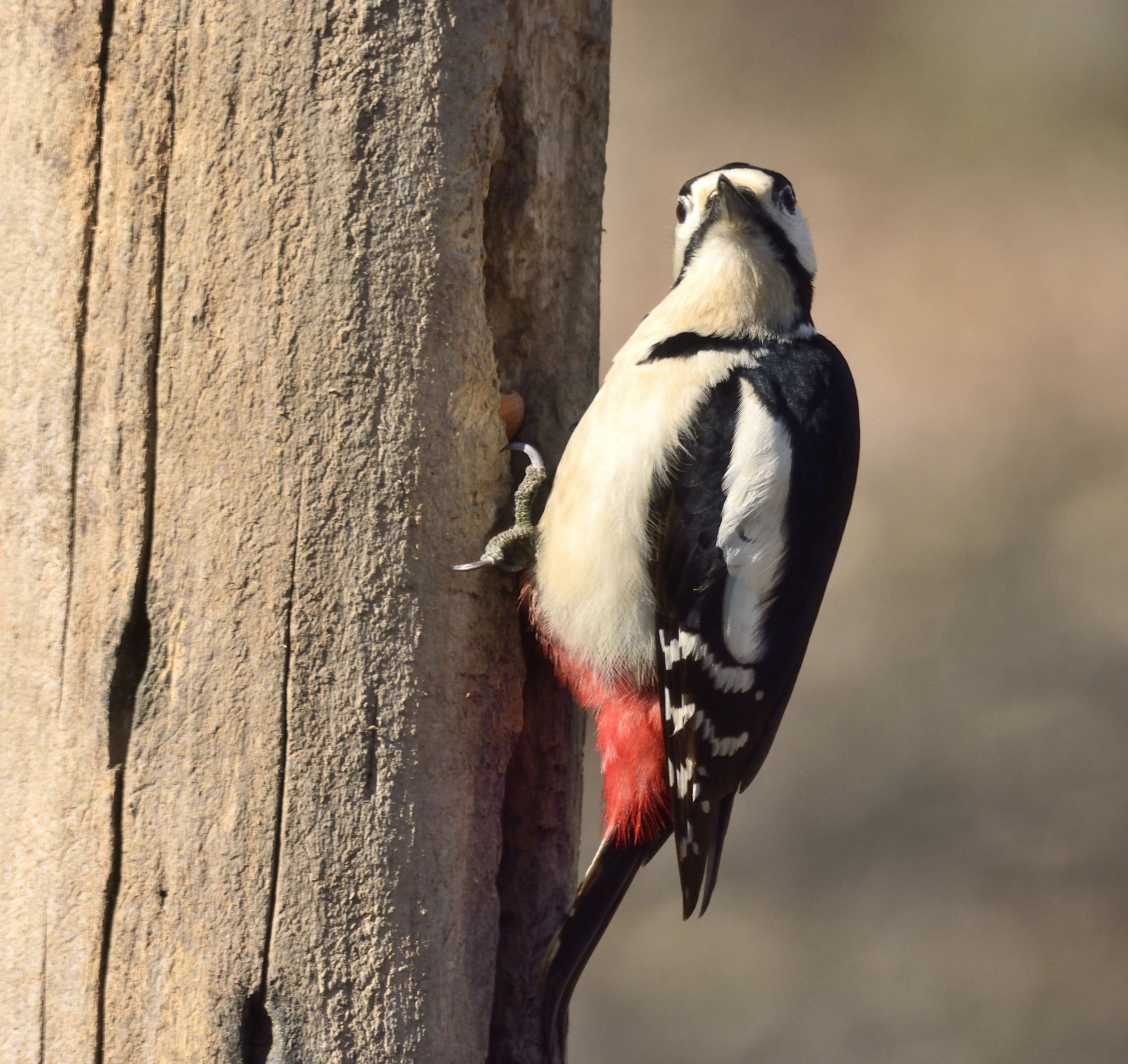 woodpecker