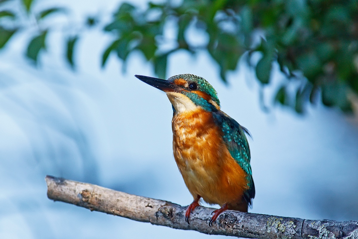 E' ritornato il mio amico Martino