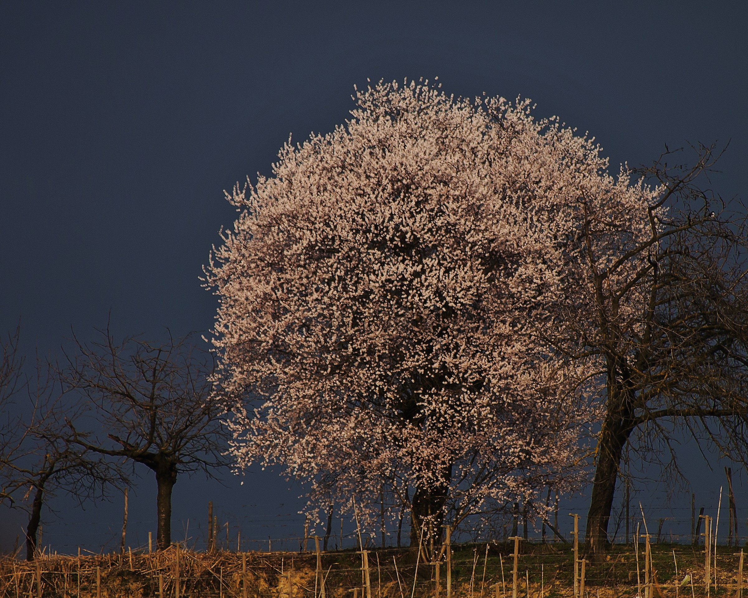 February 27 the cherry tree is in bloom torrazzo S.Damiano
