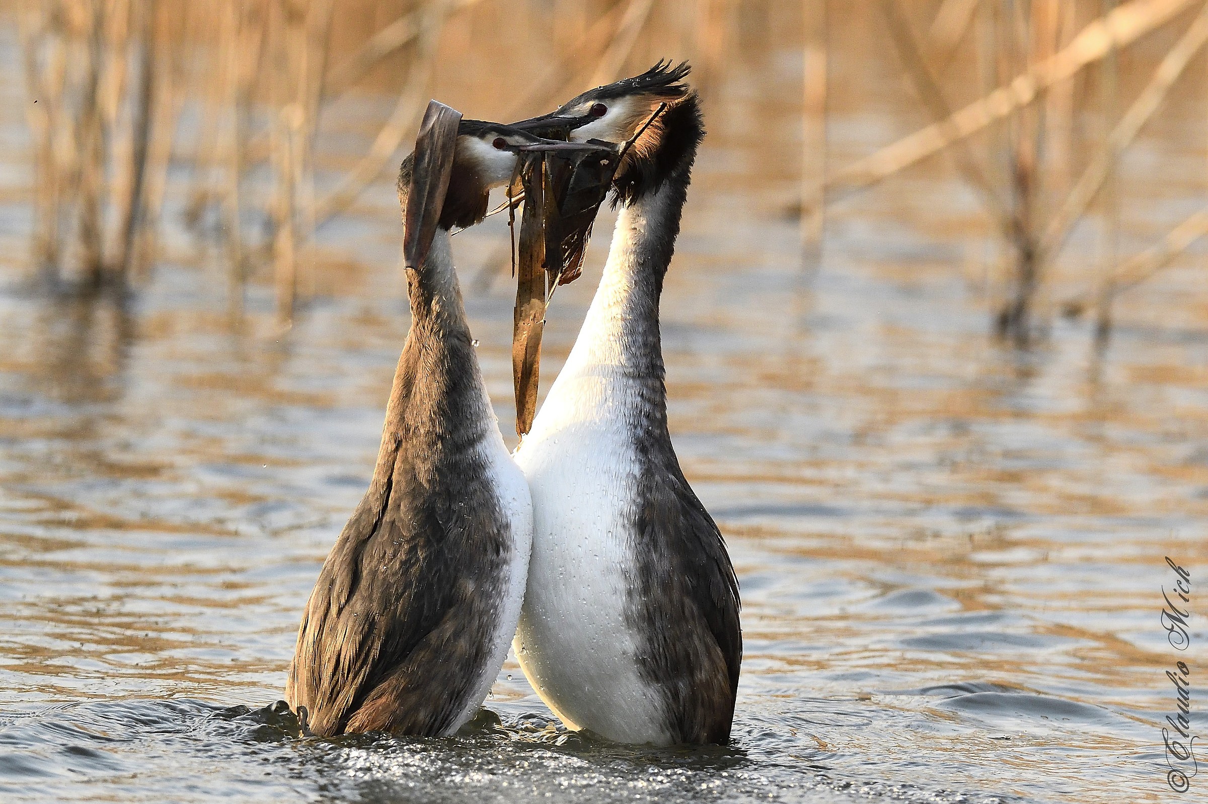 La danza degli Svassi