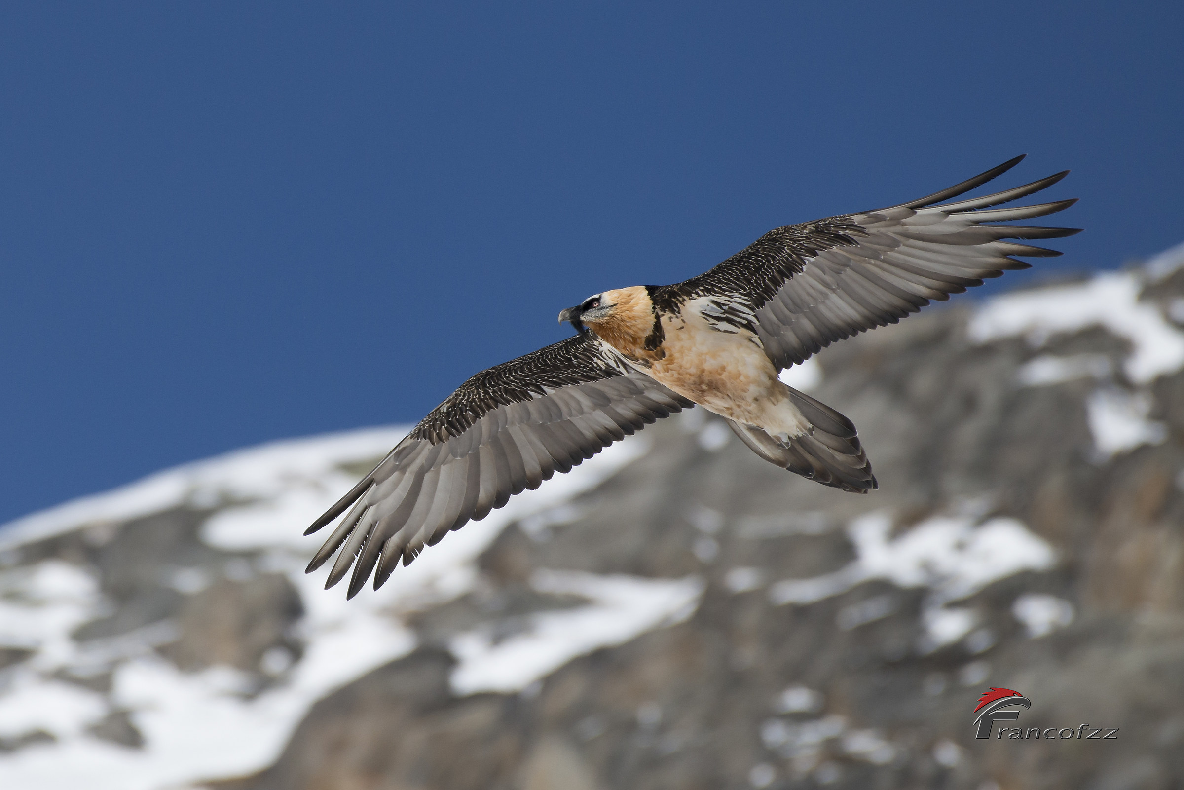 Gipeto (Gypaetus barbatus)