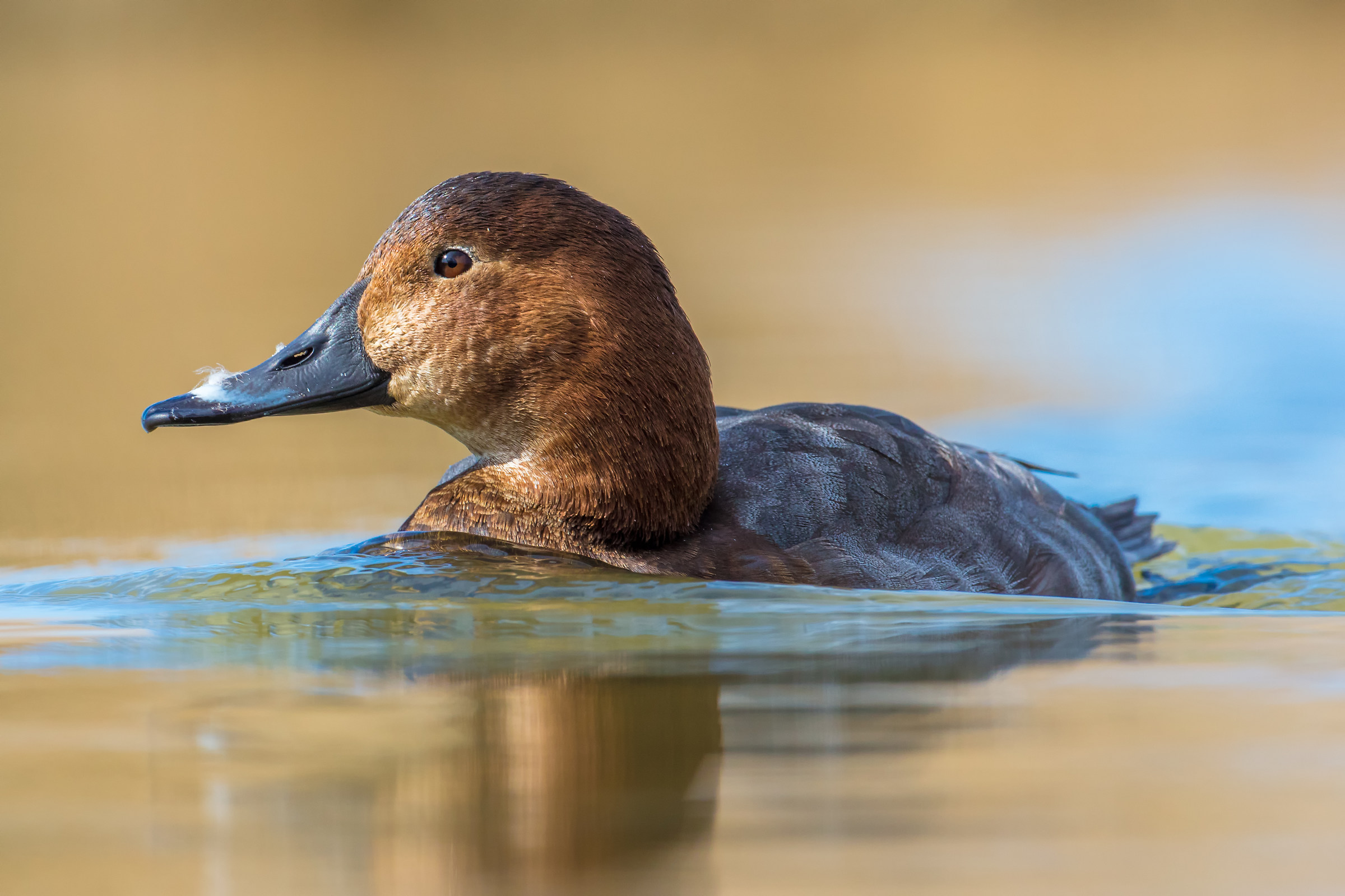 pochard female