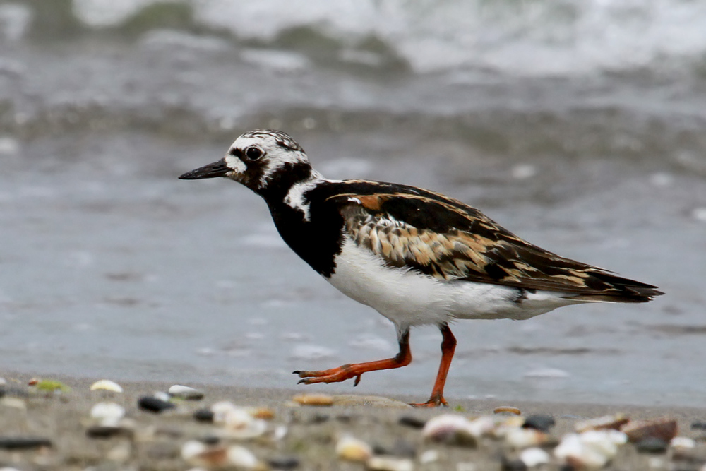 Turnstone