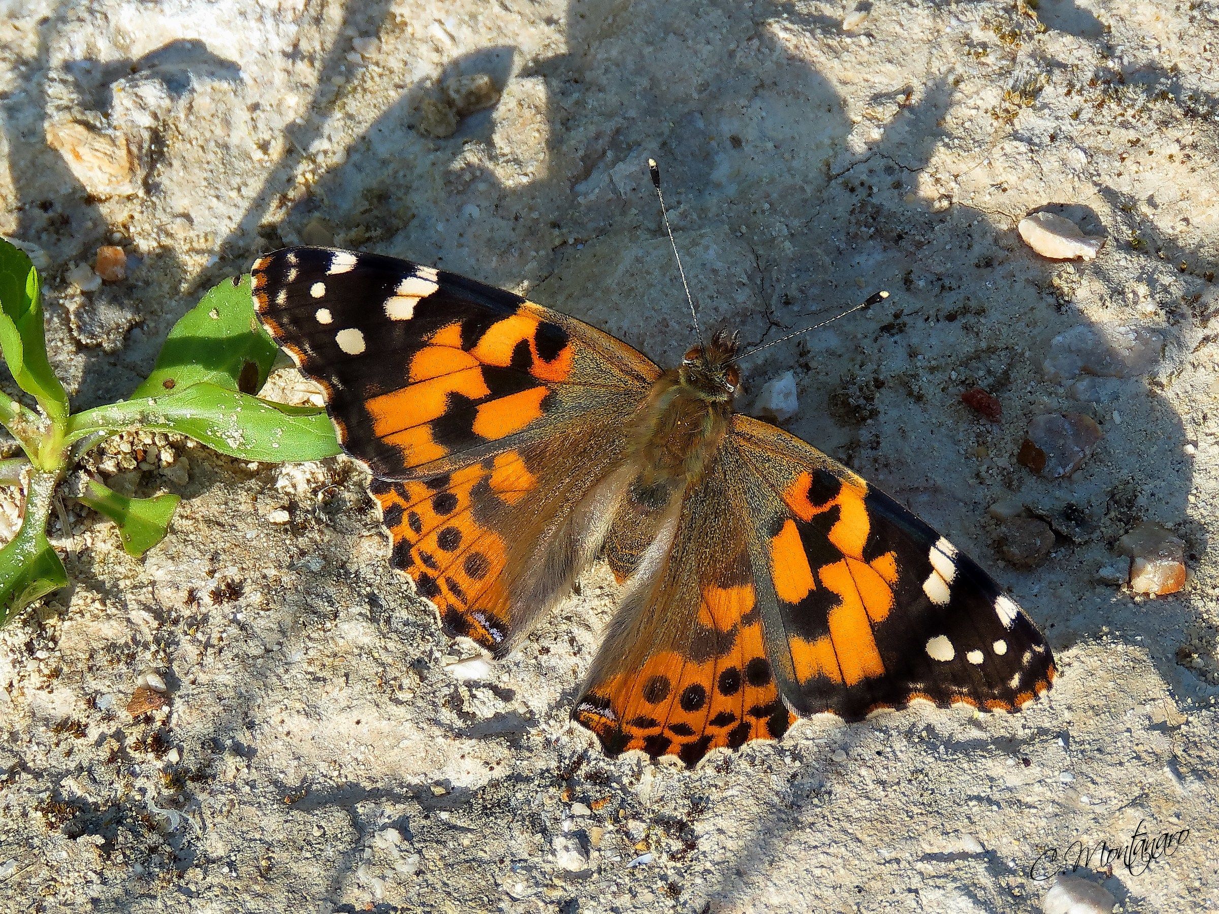 Vanessa cardui