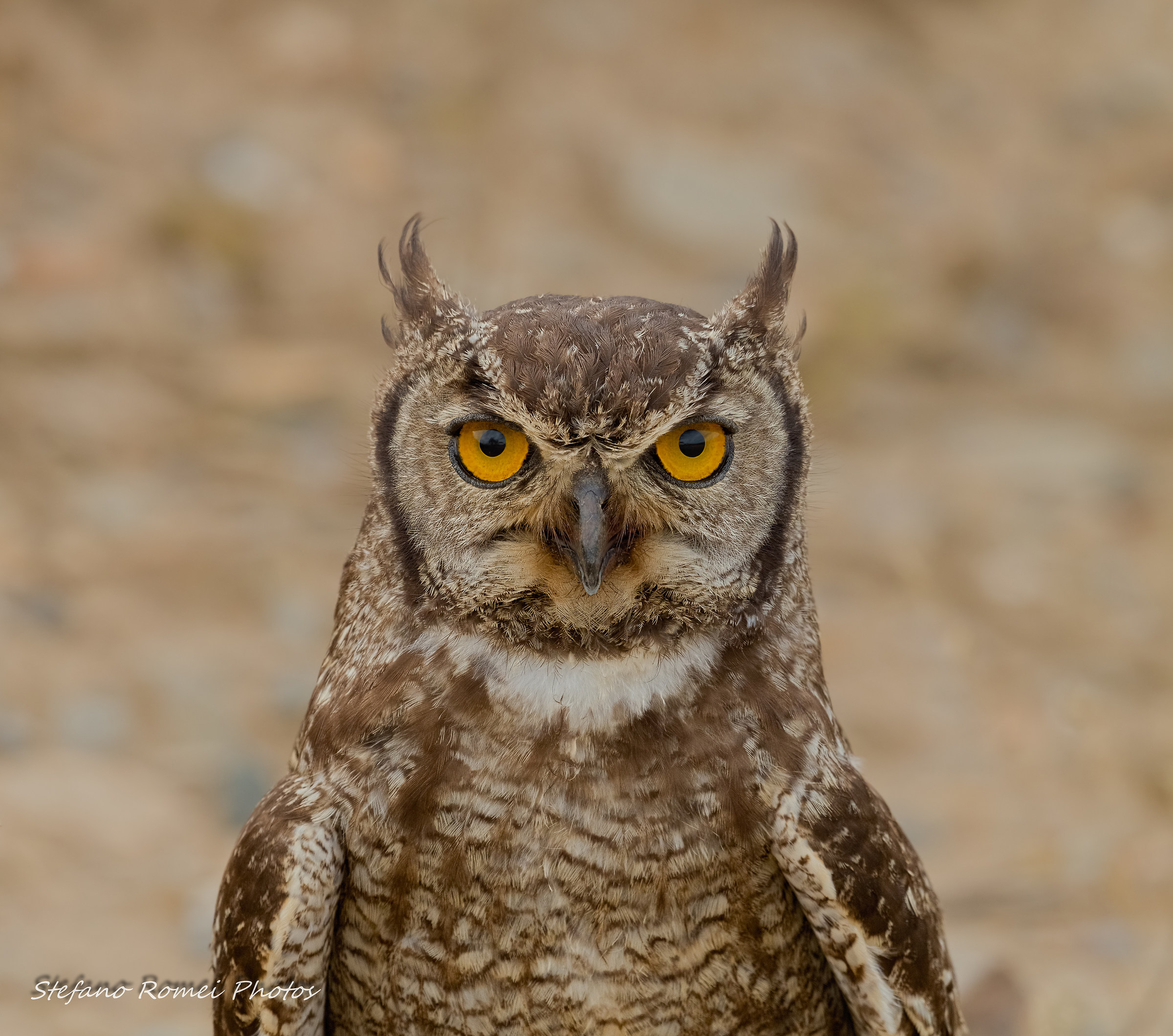 gufo al cubo,la pettinatura