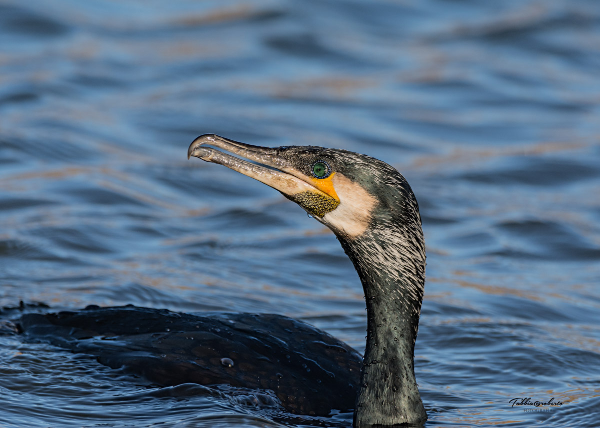 cormorano
