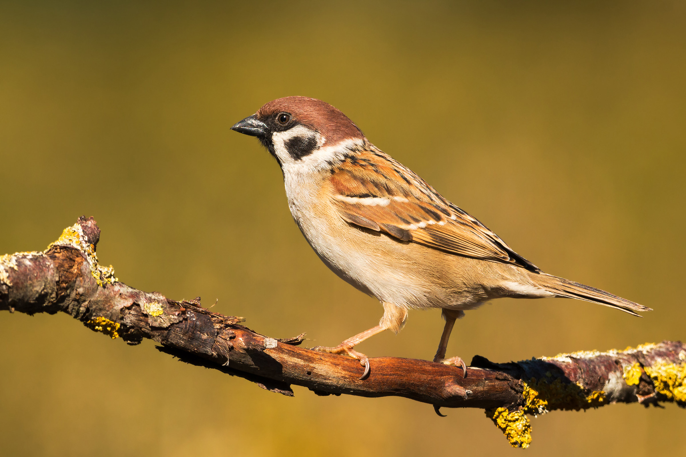 tree sparrow