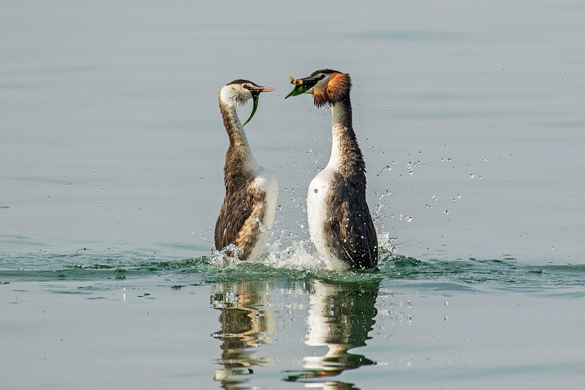 hanno già iniziato....