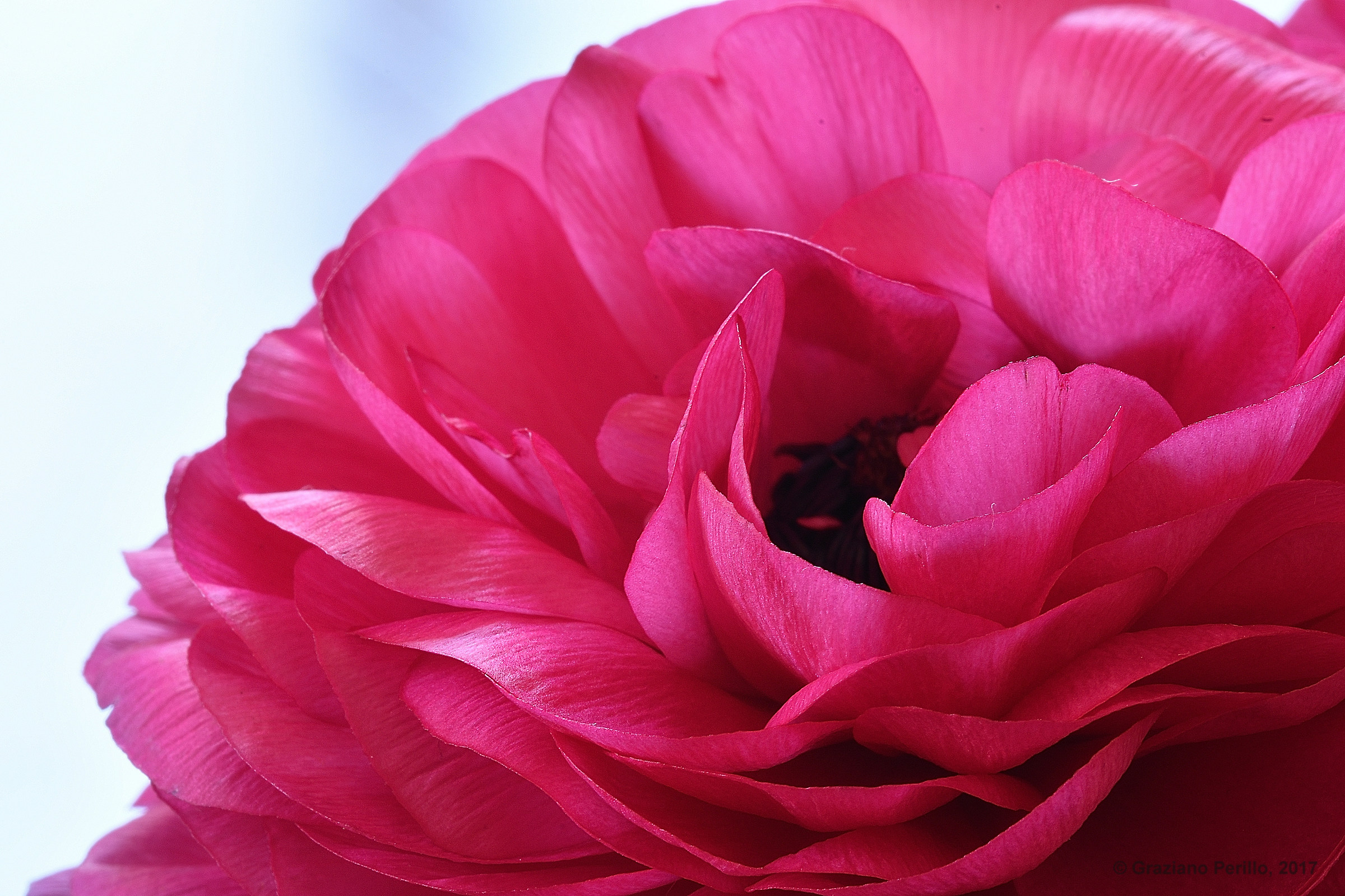 The flower sensuality