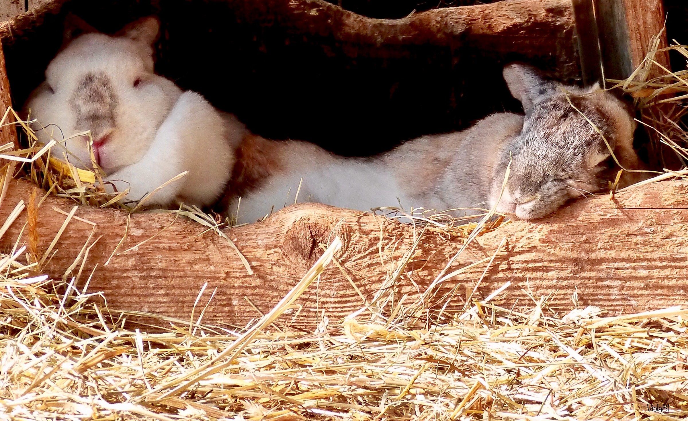 ... Dolce far niente