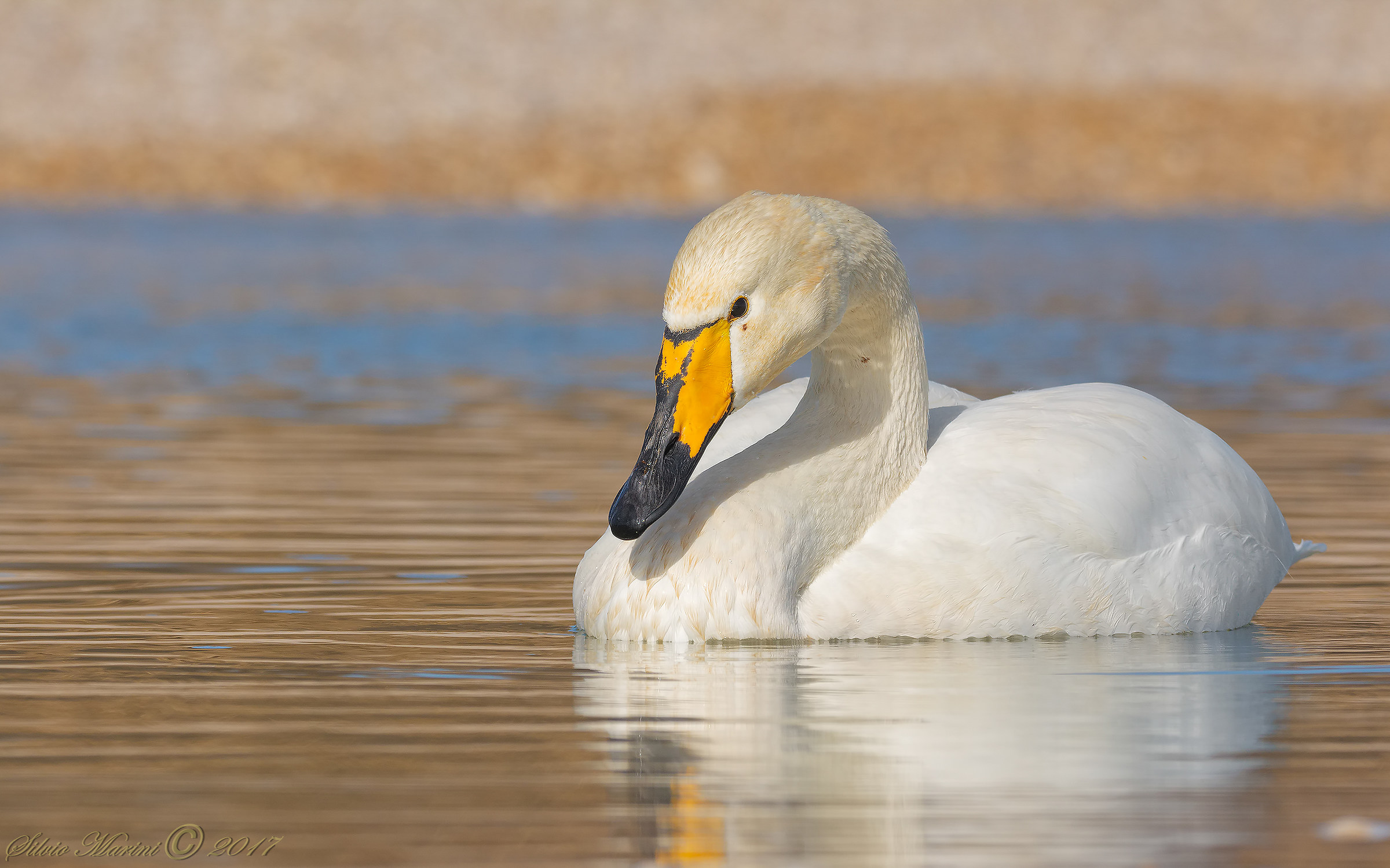 Cigno selvatico ( Cygnus Cygnus )