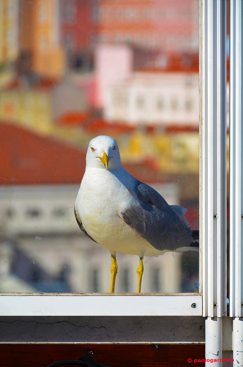 The Curious seagull