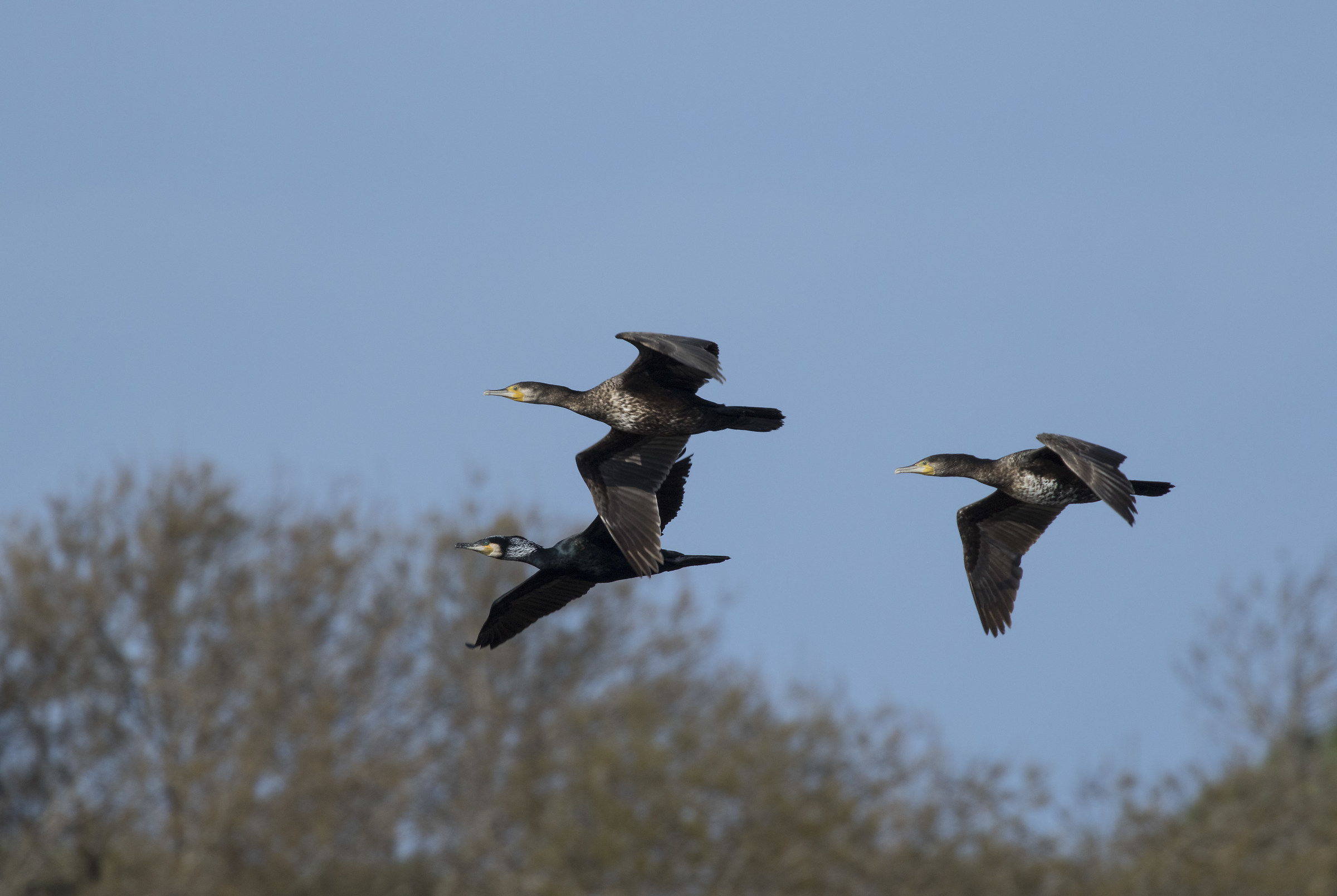 cormorants in flight