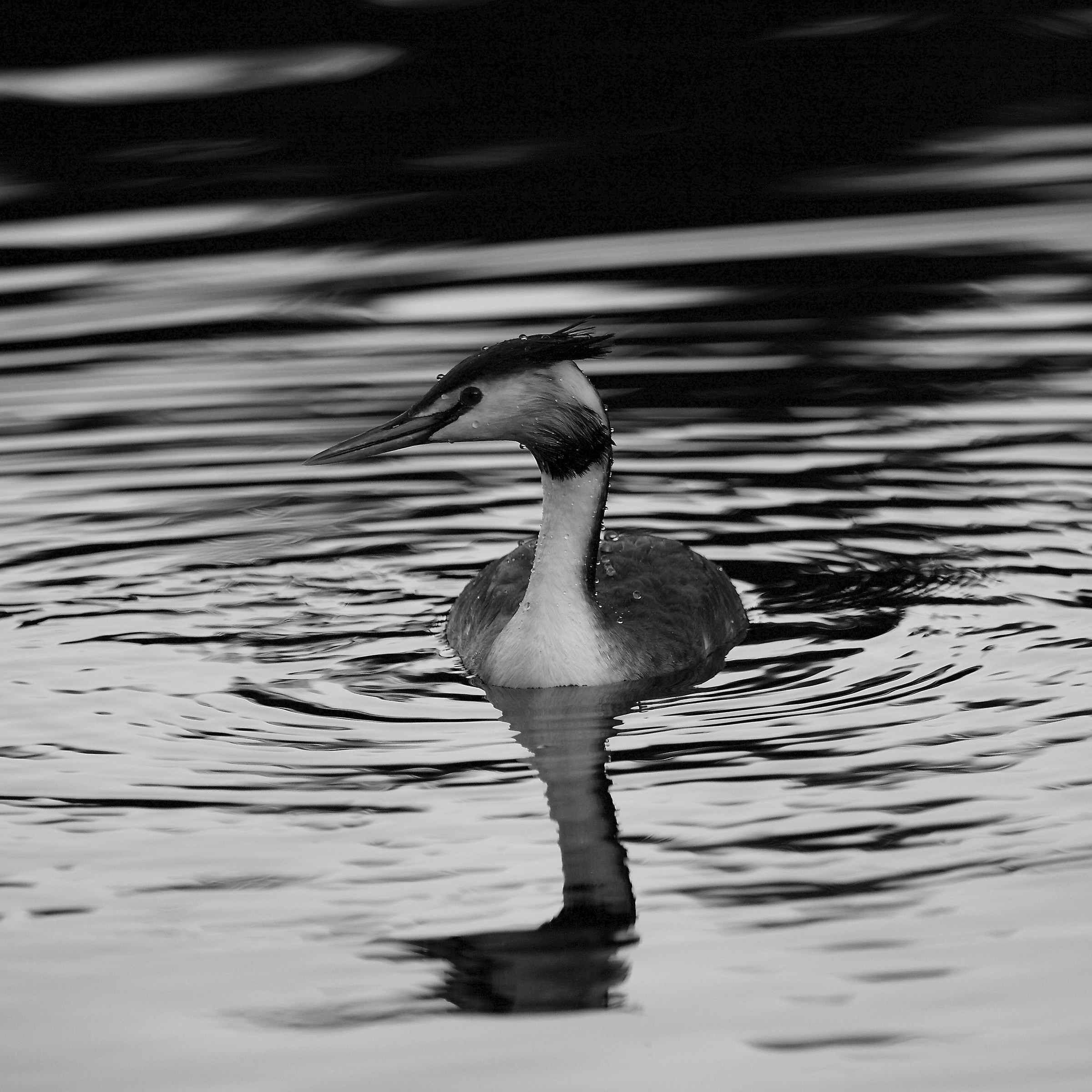 Great Crested Grebe