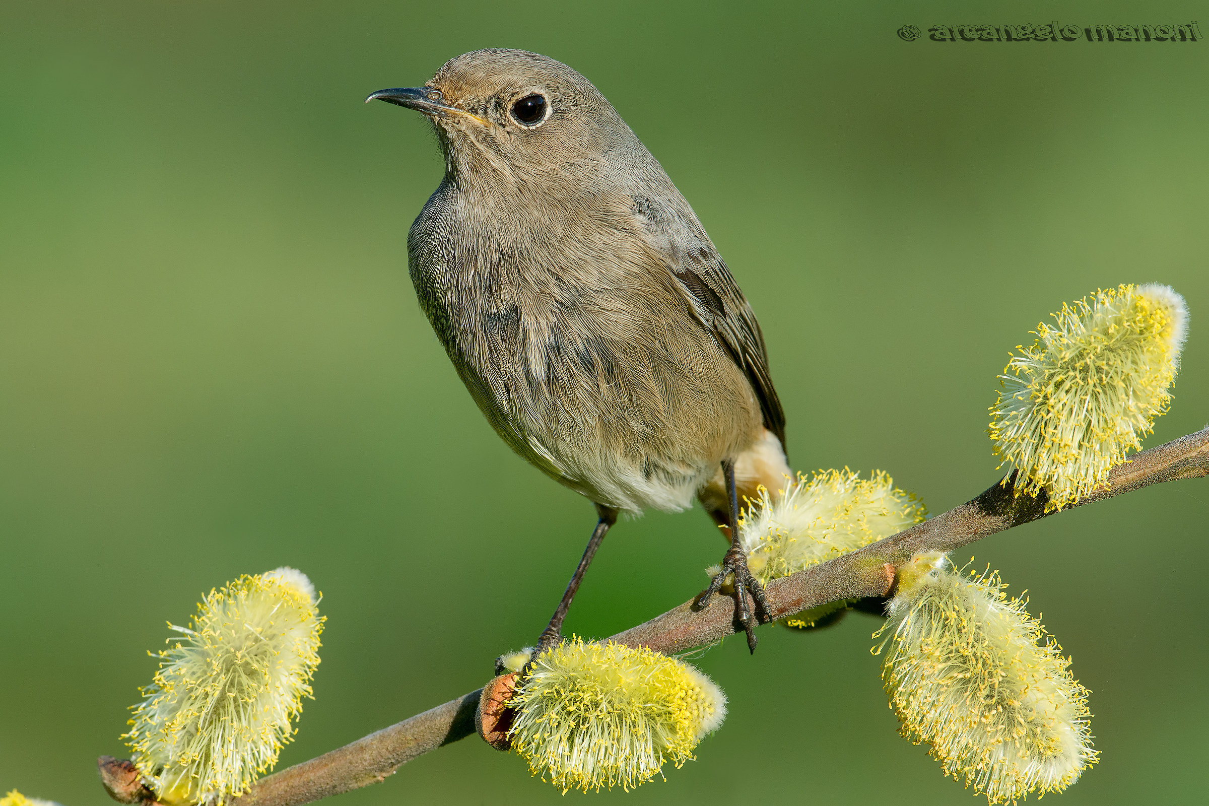 Codirosso su salice in fiore