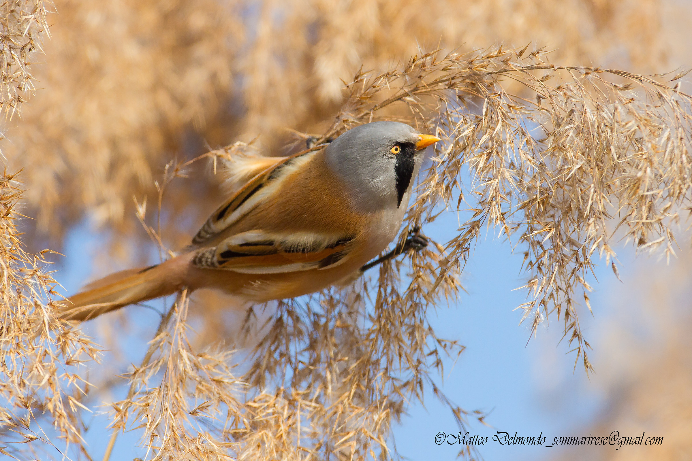 Bearded Tit