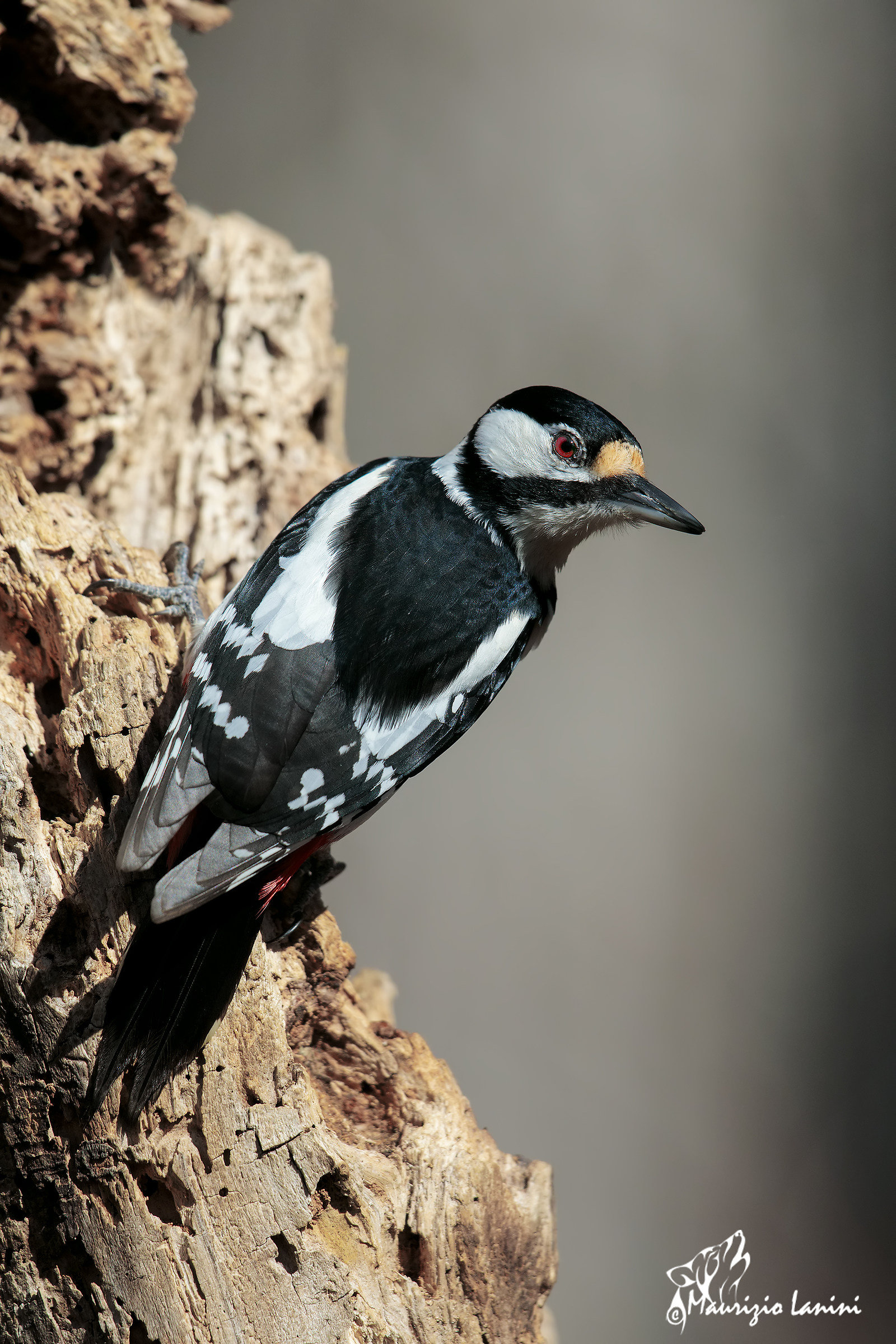 Great Spotted Woodpecker Female