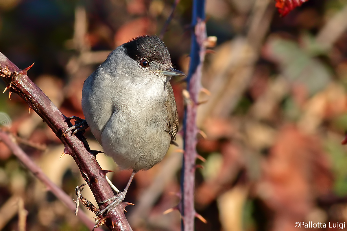 Blackcap (Sylvia atricapilla)