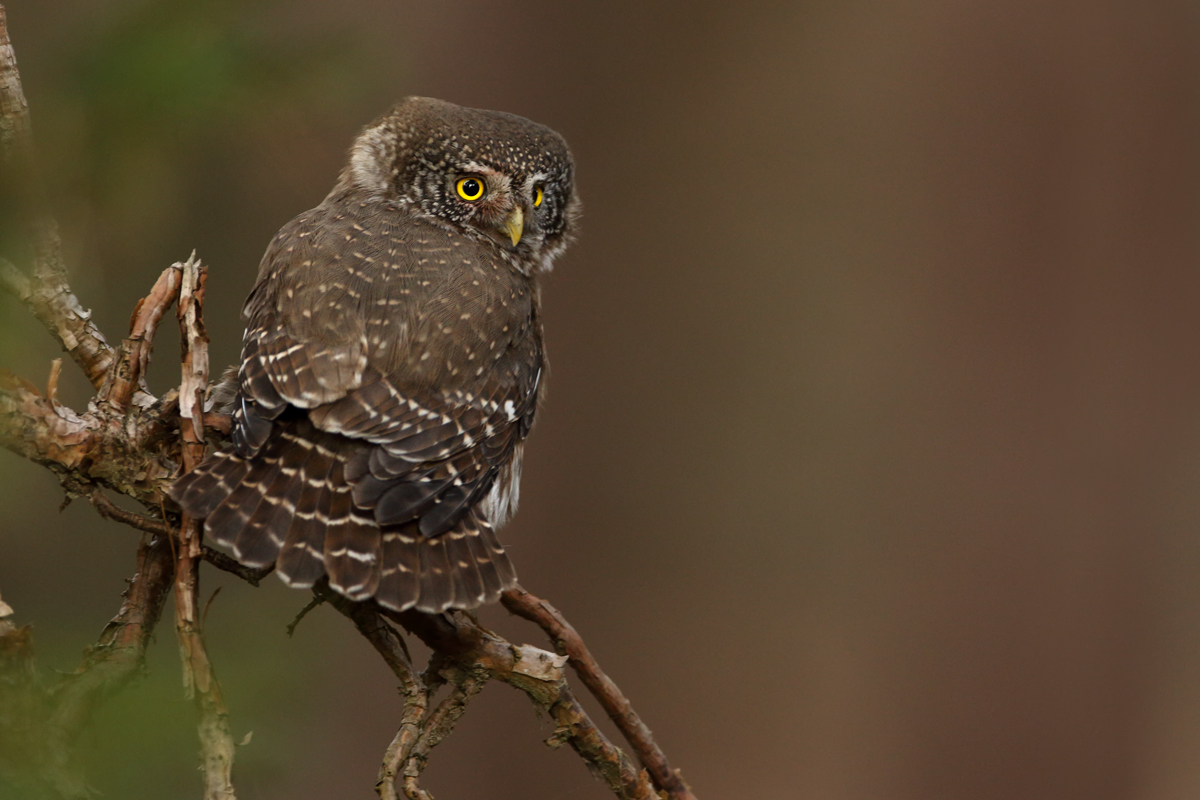 Eurasian pigmy owl