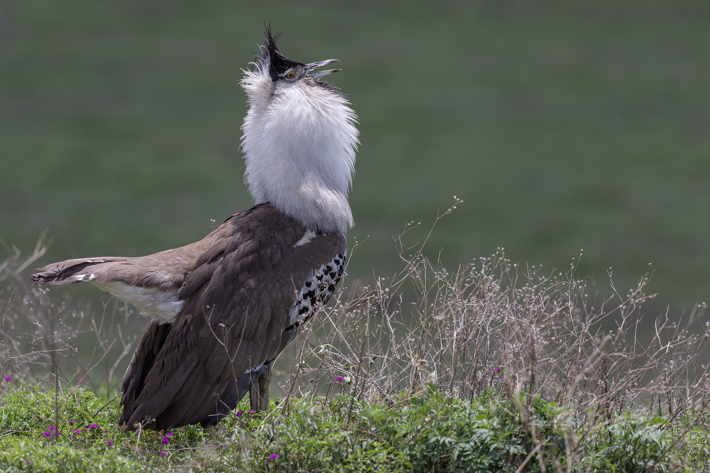 Kori Bustard courtship dance