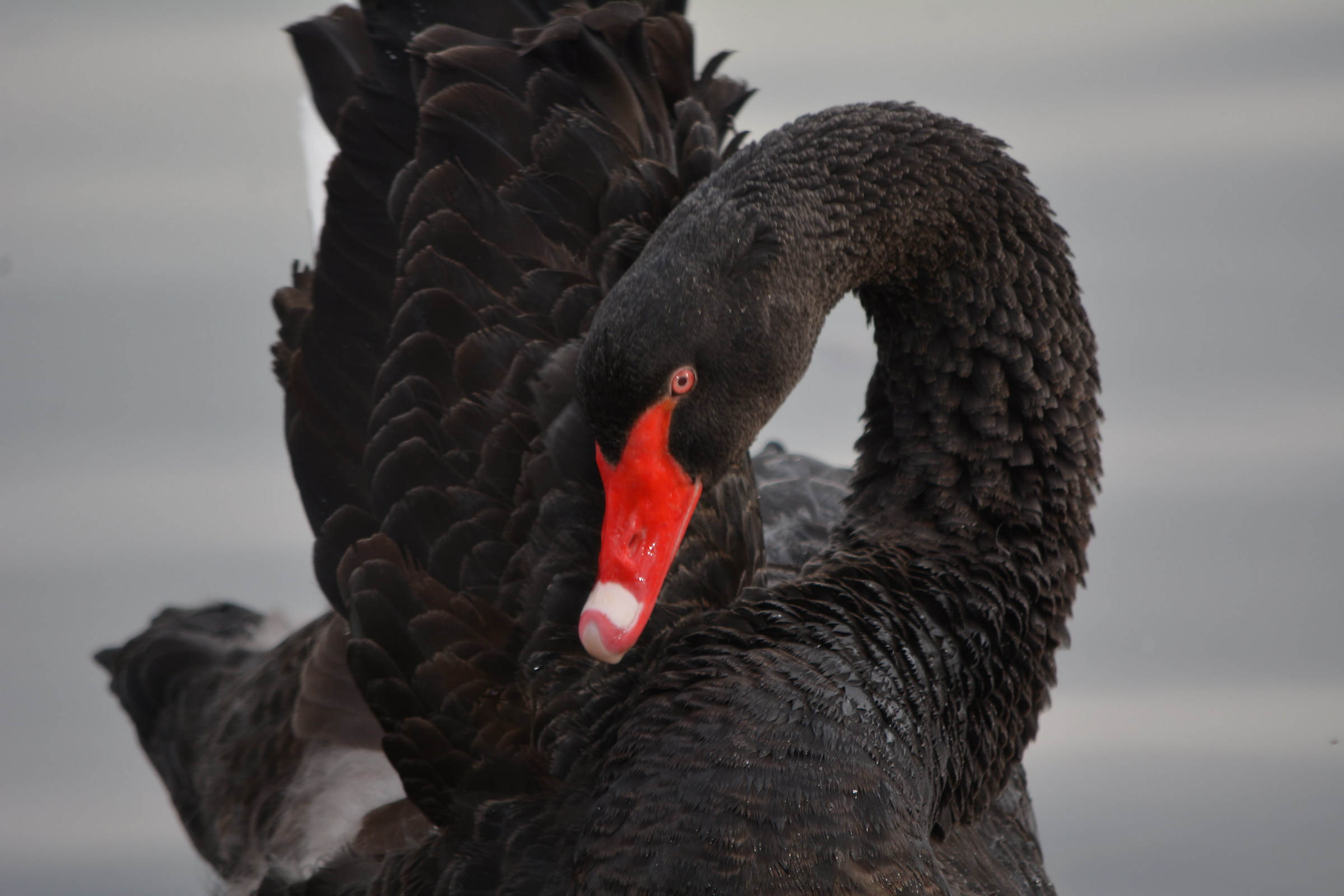 cigno in posa da divo