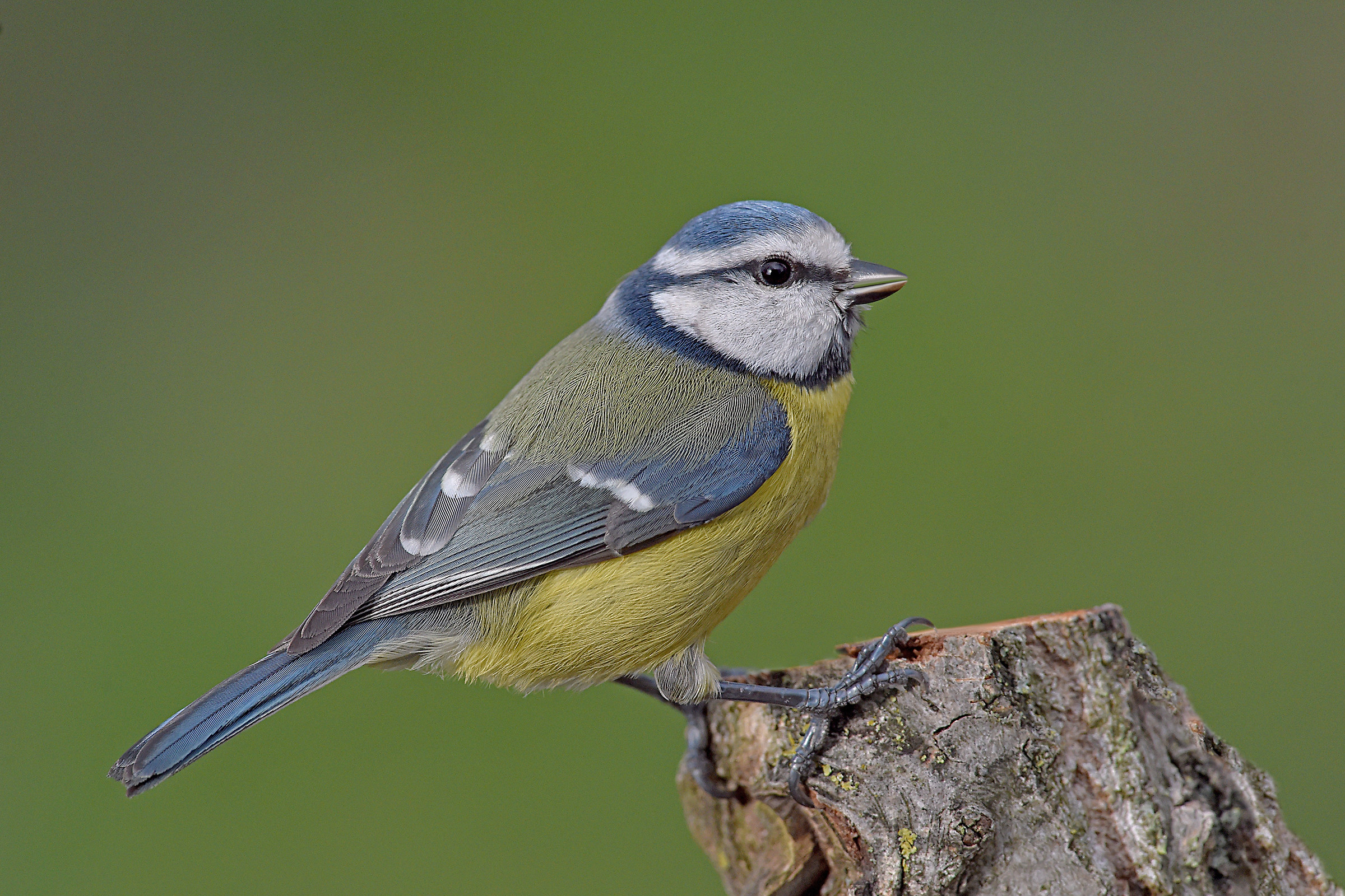 Storie di piume  11  ( Cinciarella )