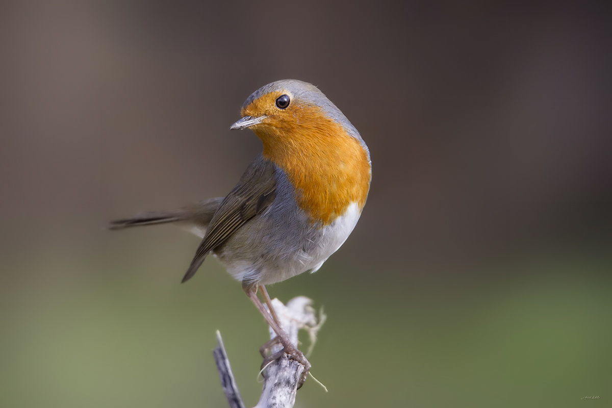 Robin posing room .......