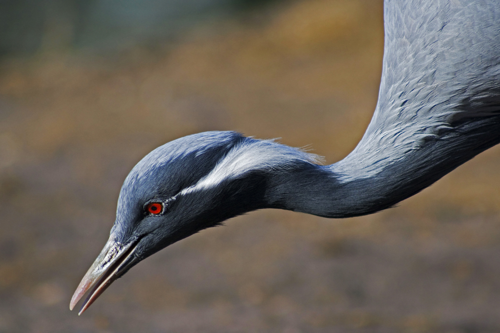 bridesmaid portrait of Numidia