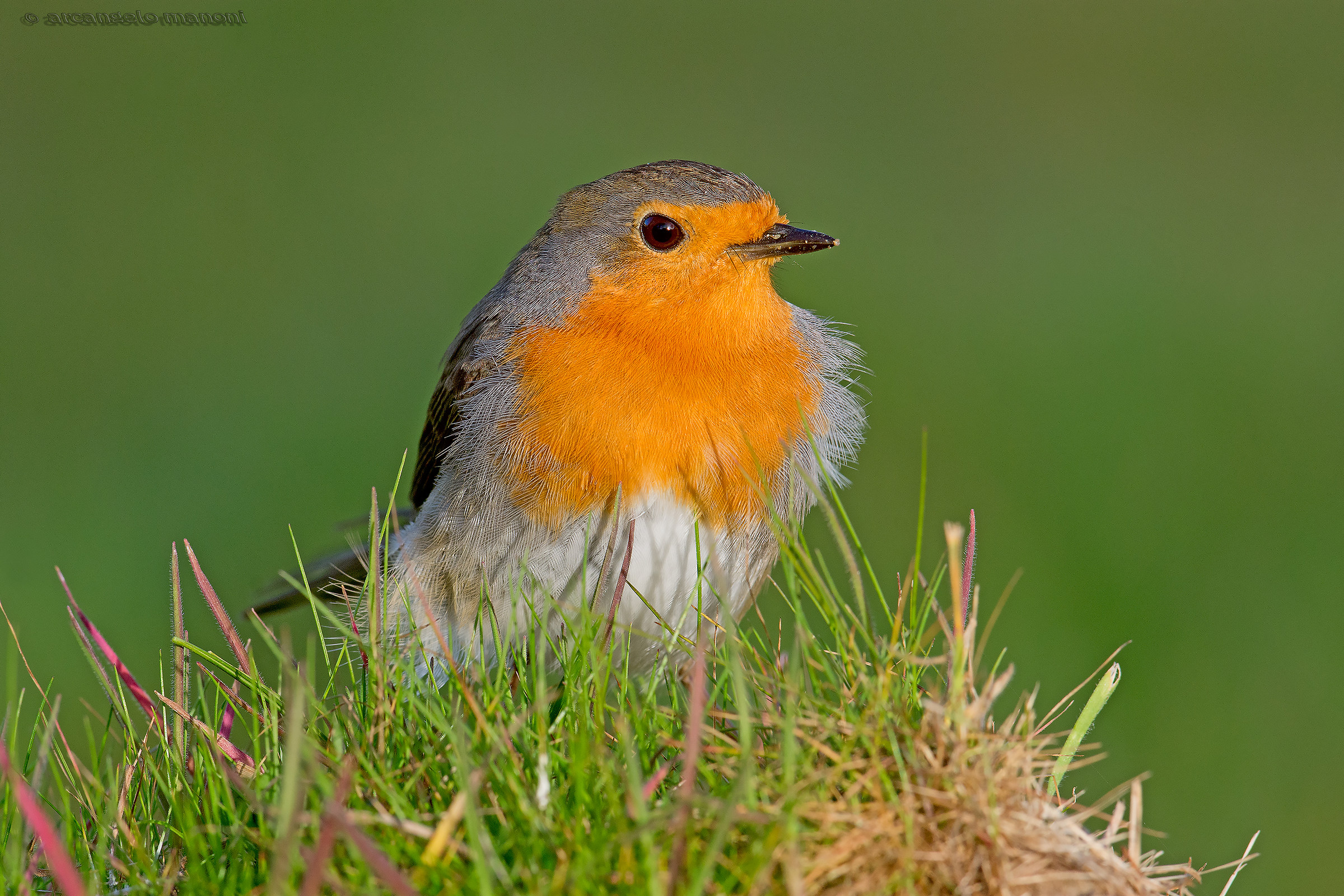 Sull'erba con le penne al vento