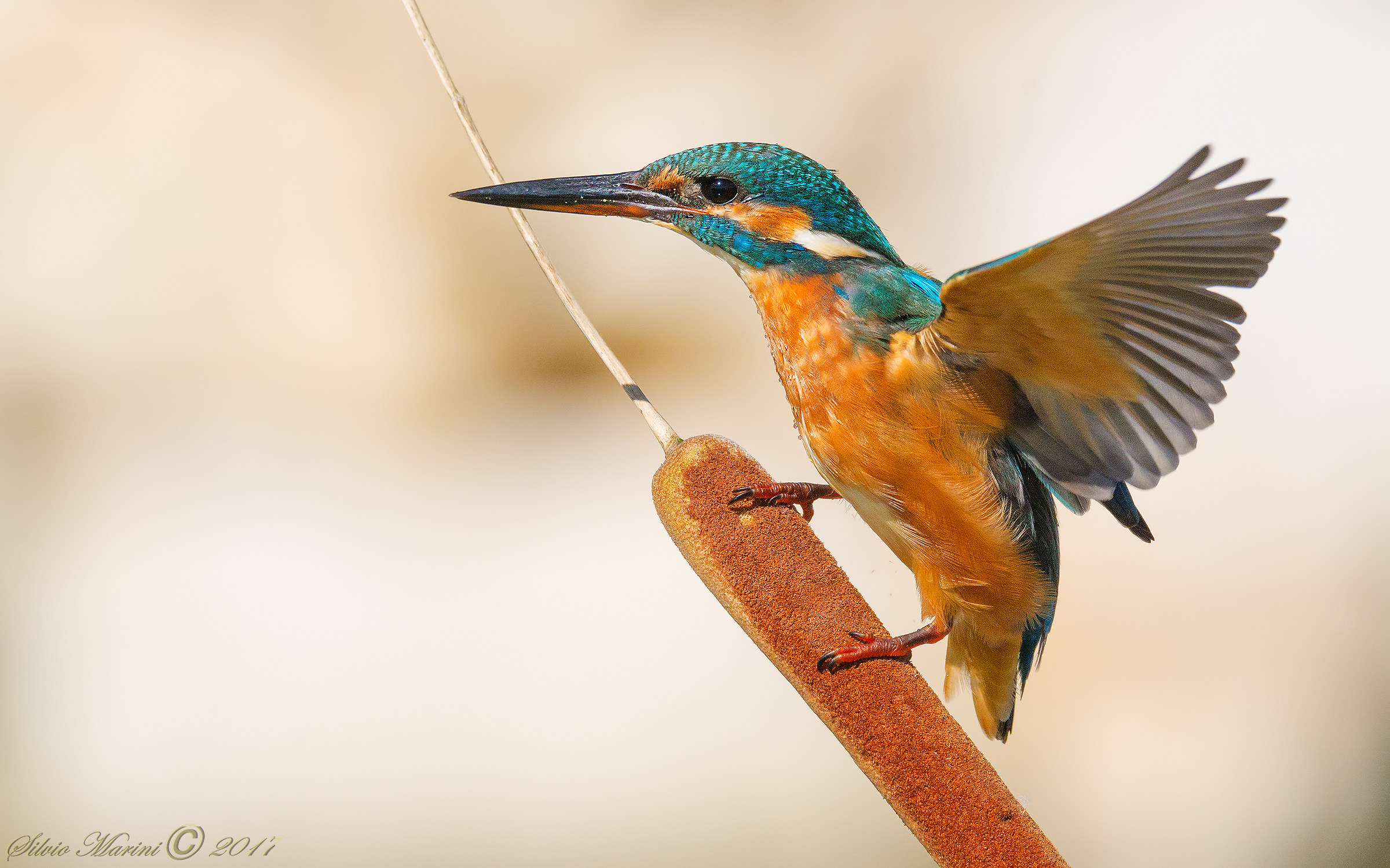 Martin pescatore ( Alcedo atthis)Pronti al volo