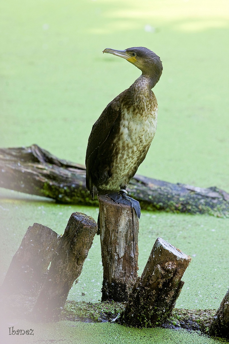 Cormorant
