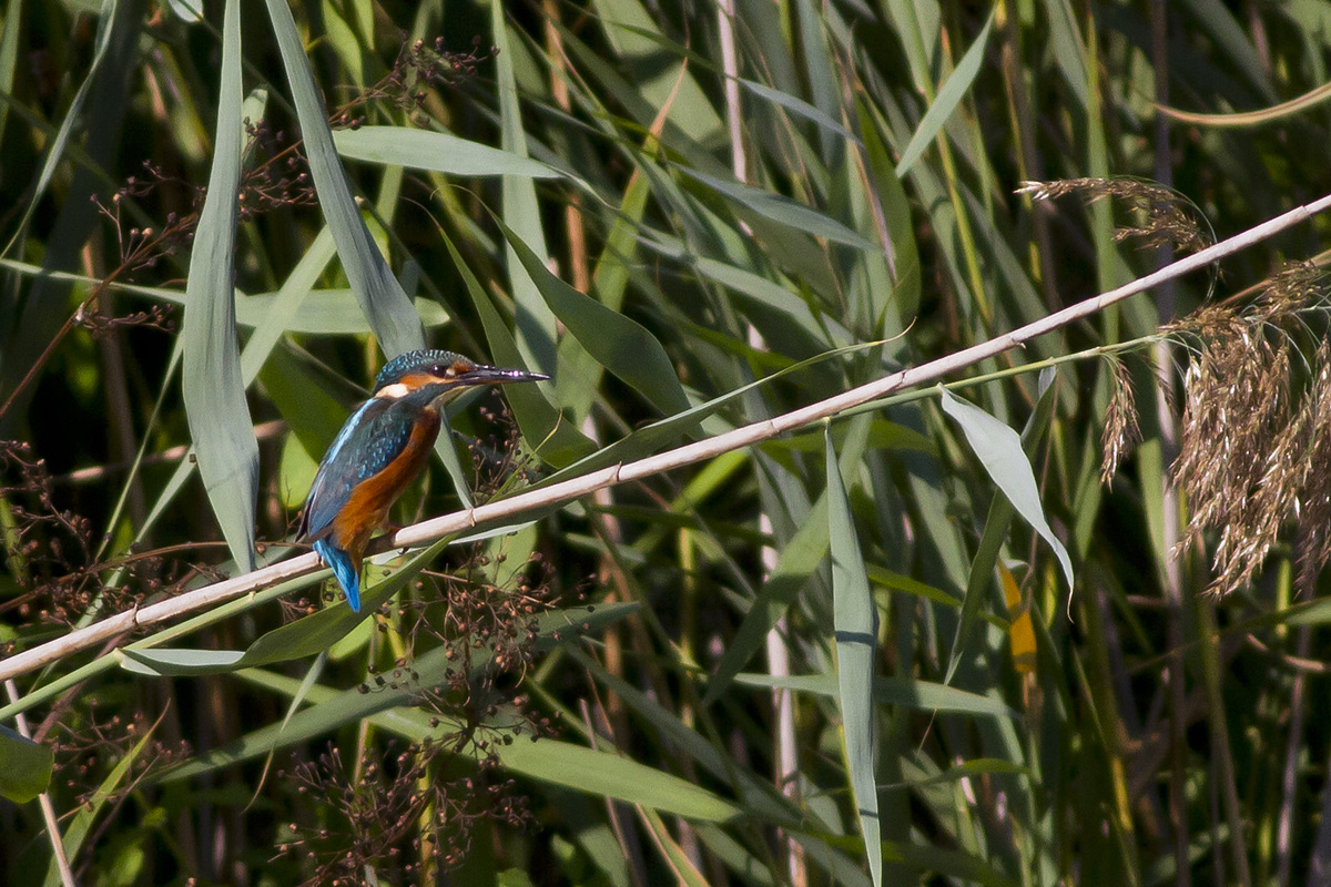 First outing with the new 7D