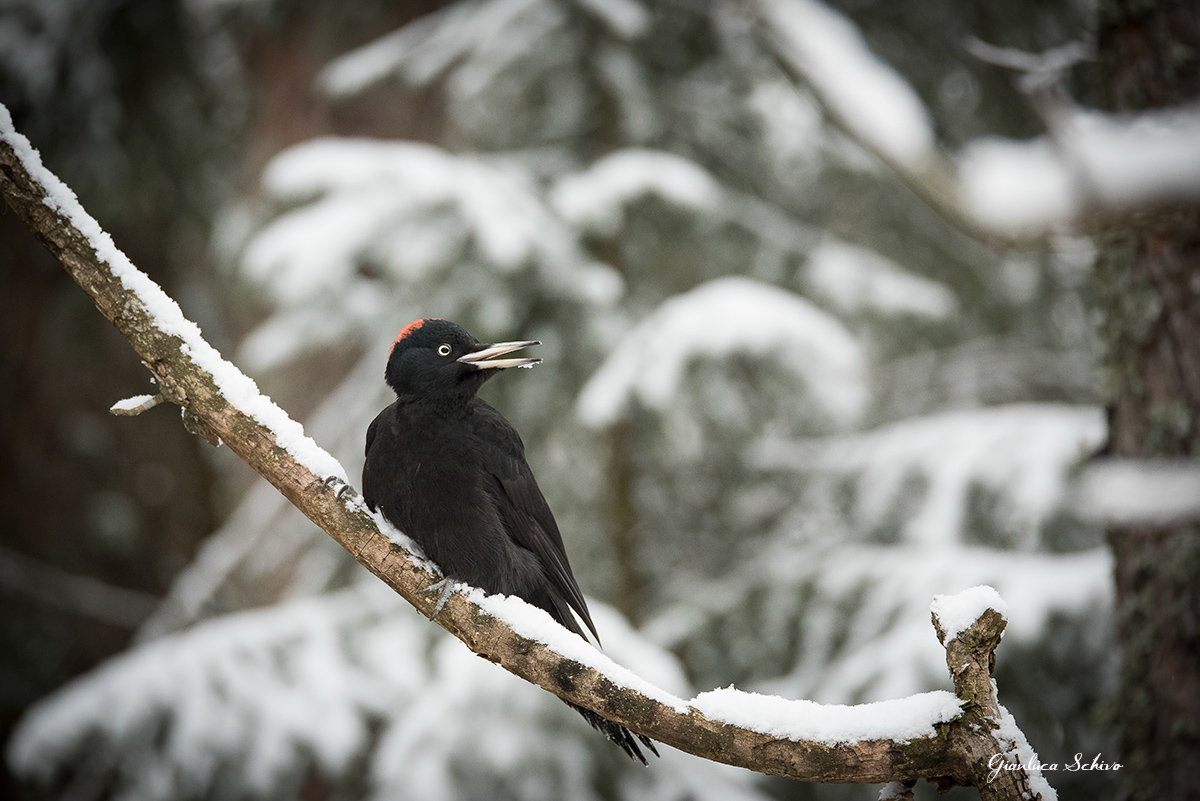 black woodpecker