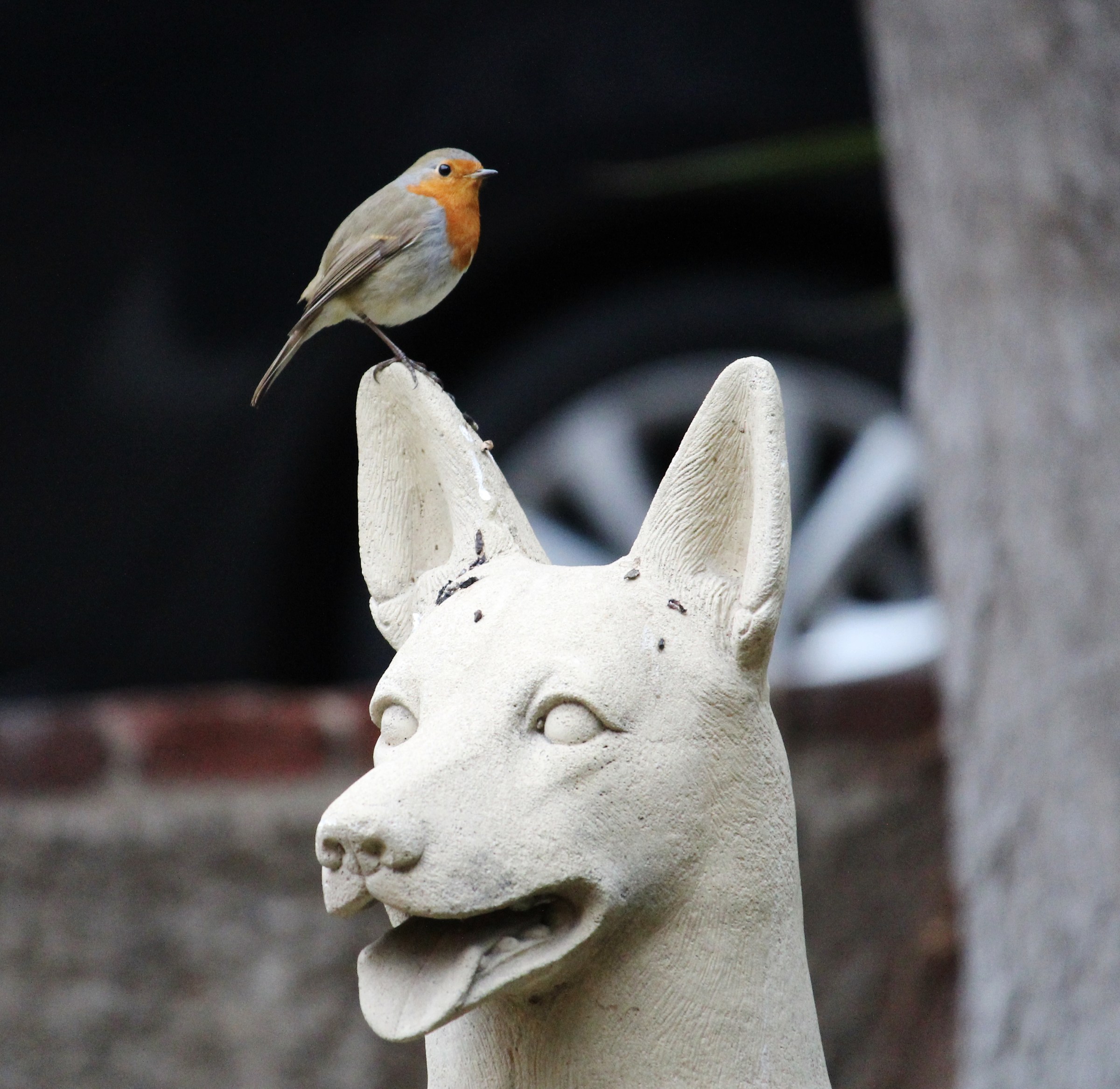 The friendship between animals ..