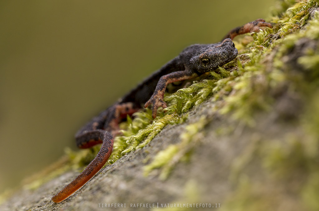 . :: :: Salamndrina.