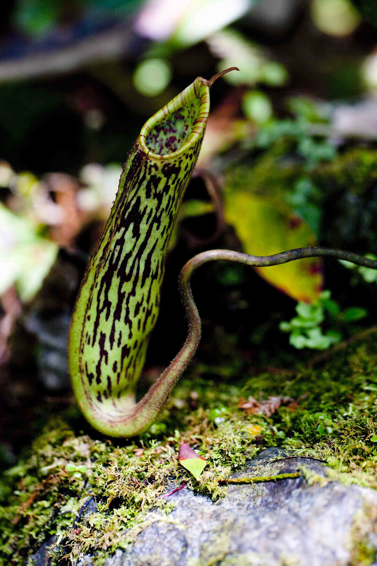 Nephentes rajah - carnivorous plant - Borneo