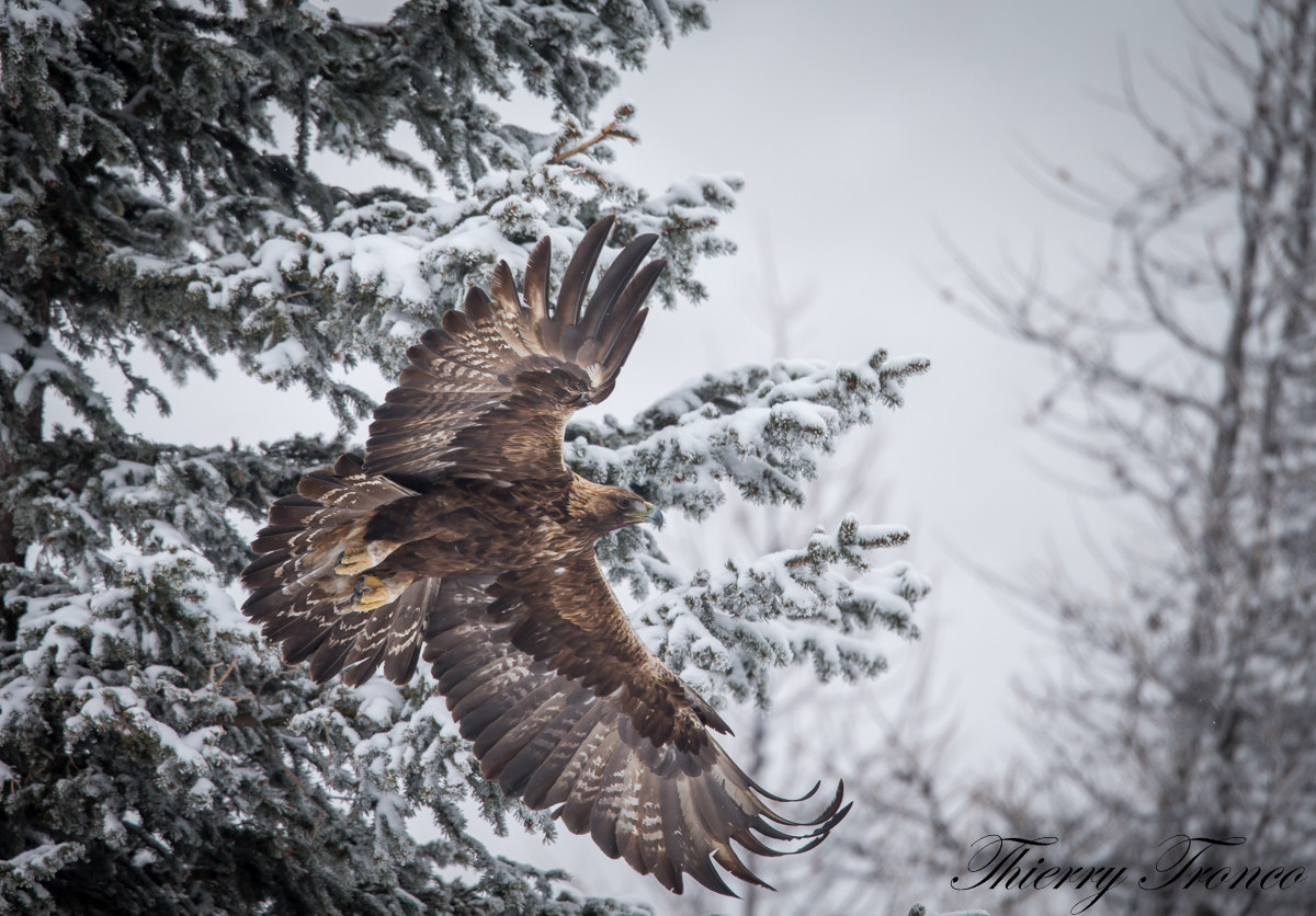 Golden Eagle