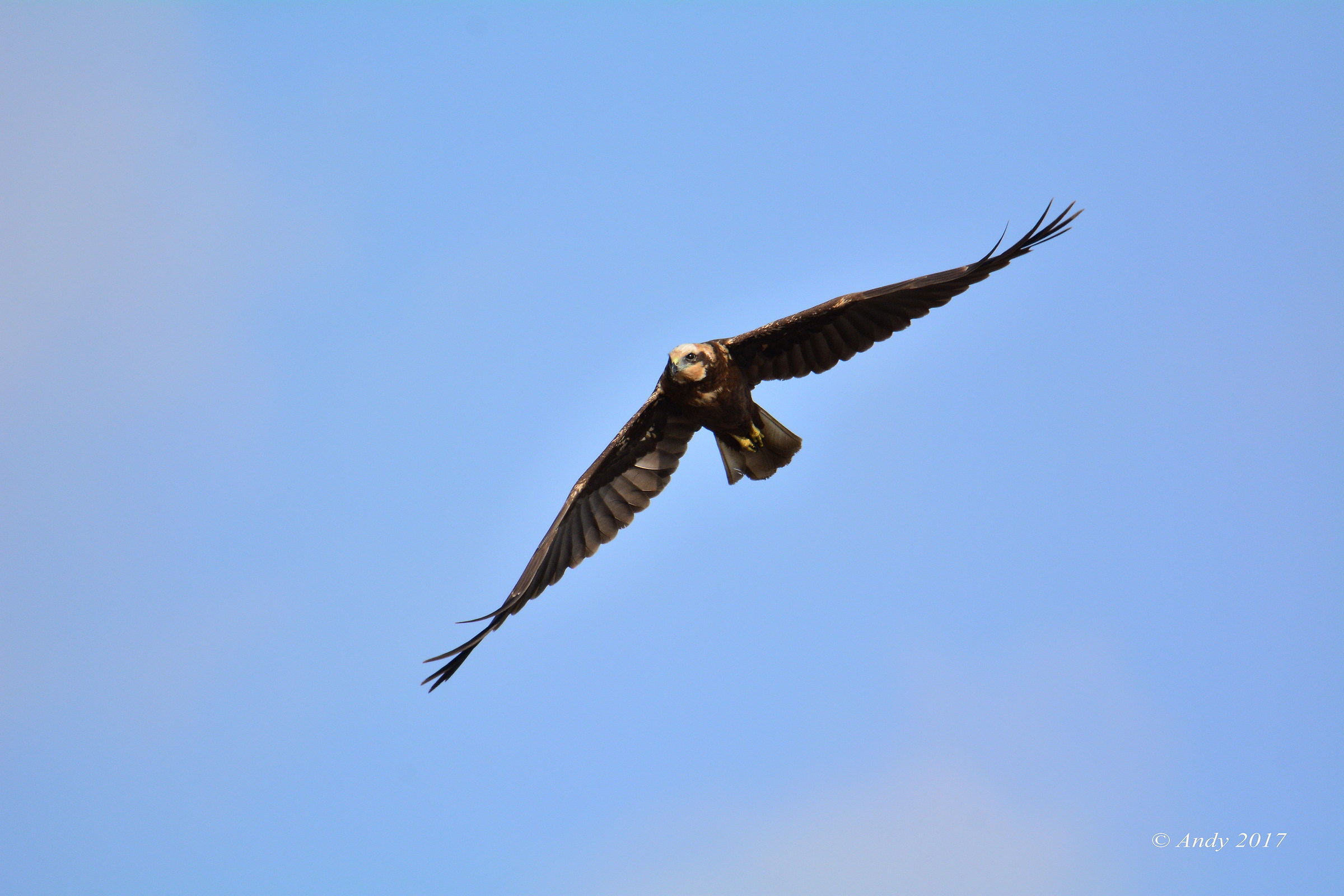 Marsh harrier