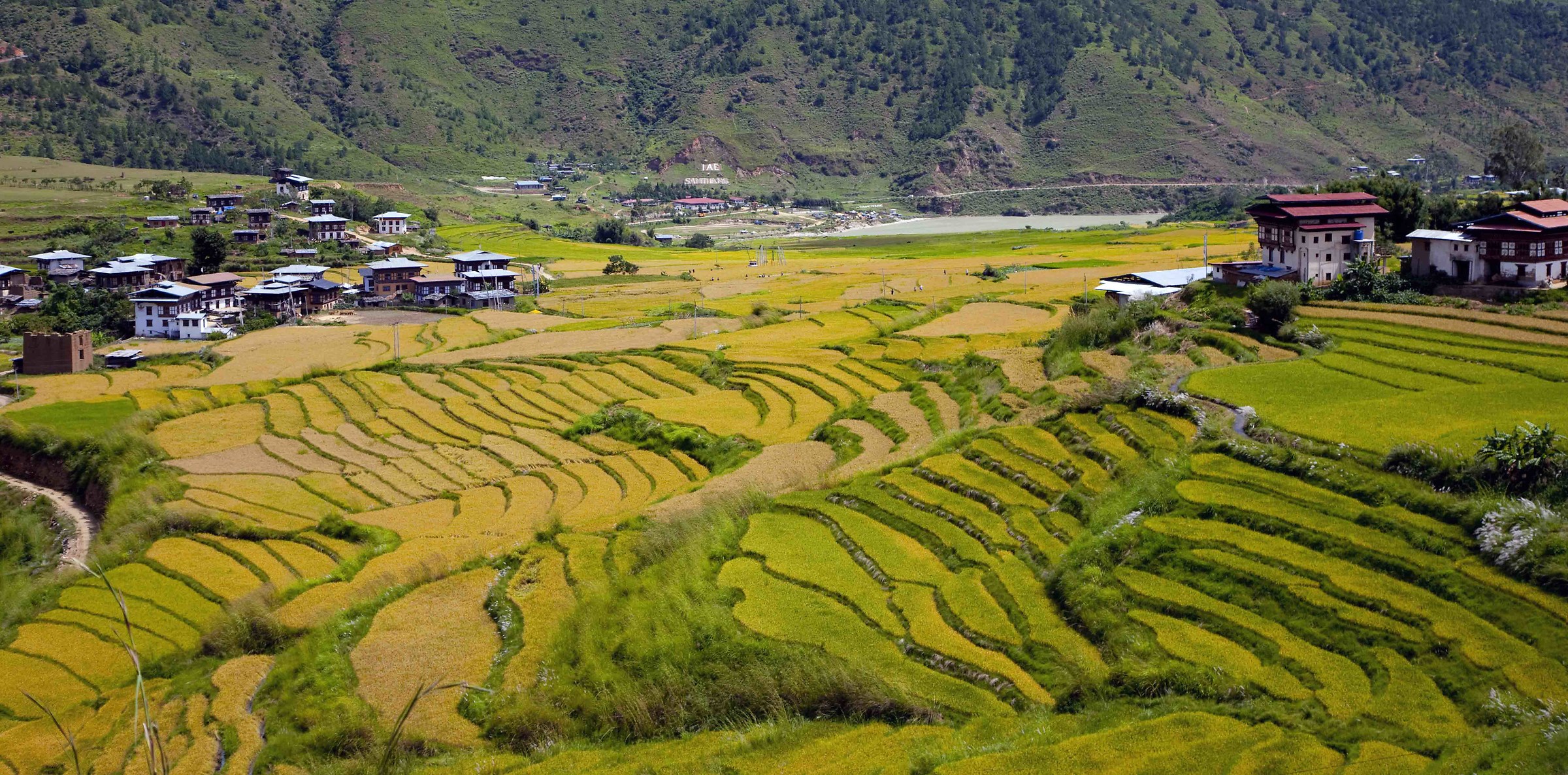 Cultivation in terraces in Bhutan