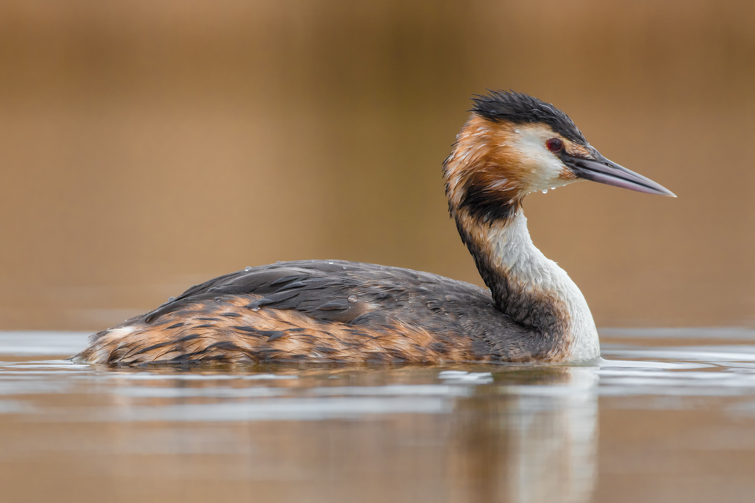 Great Crested Grebe