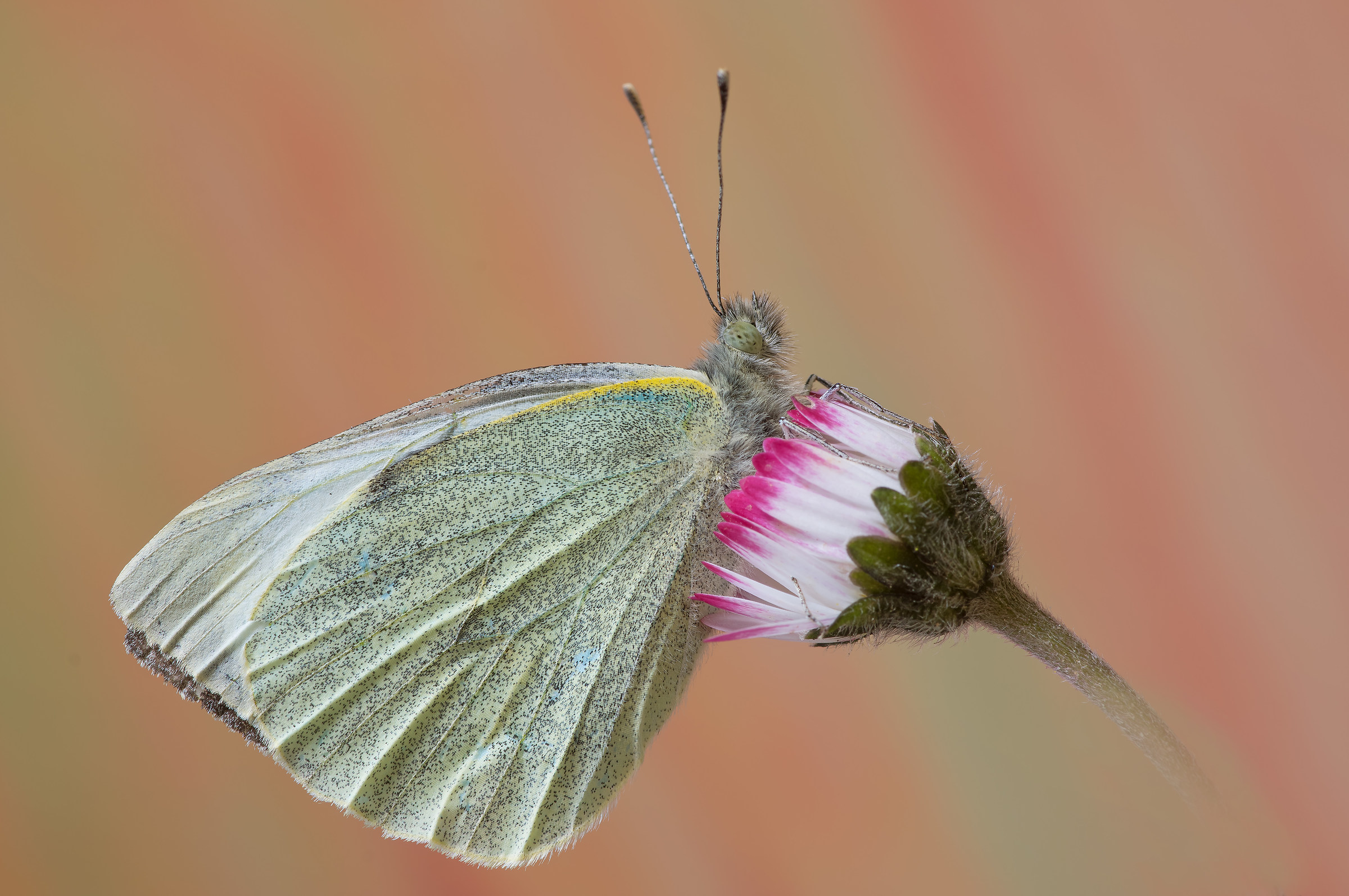 Pieris sp - Pixelshift