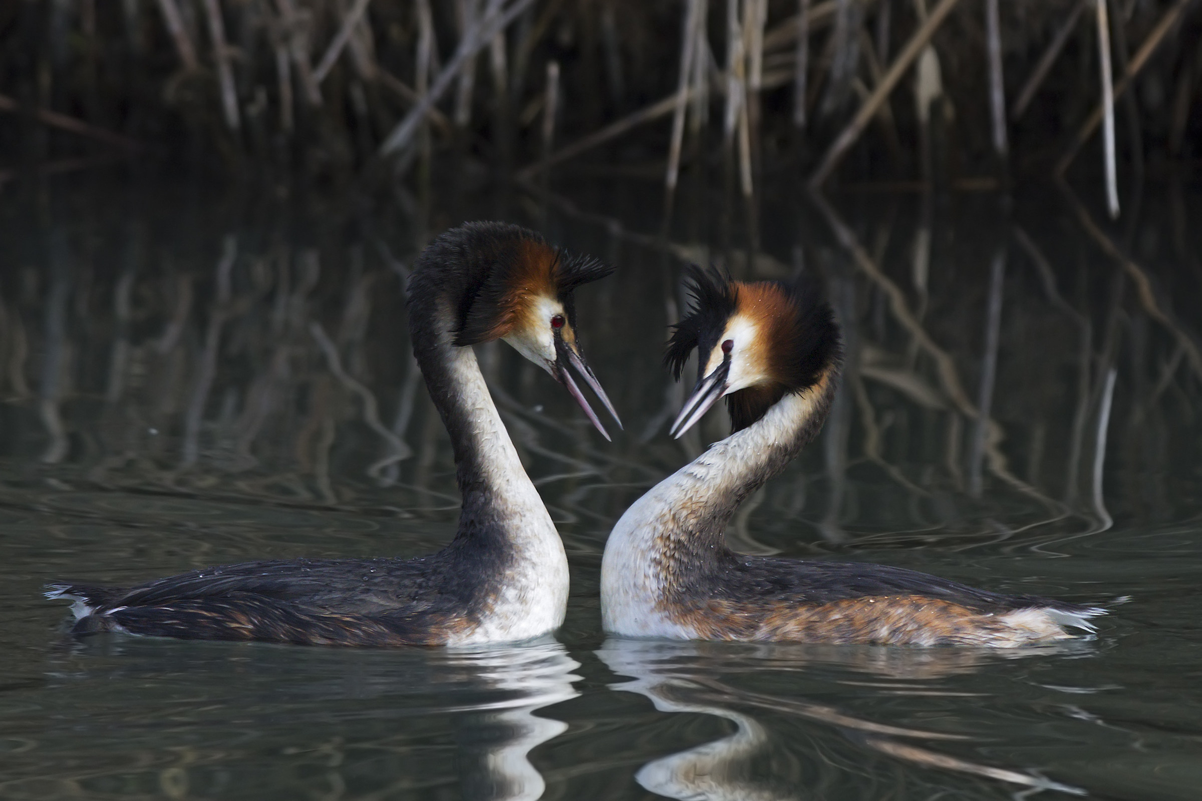 Svassi Maggiori Corteggiamento