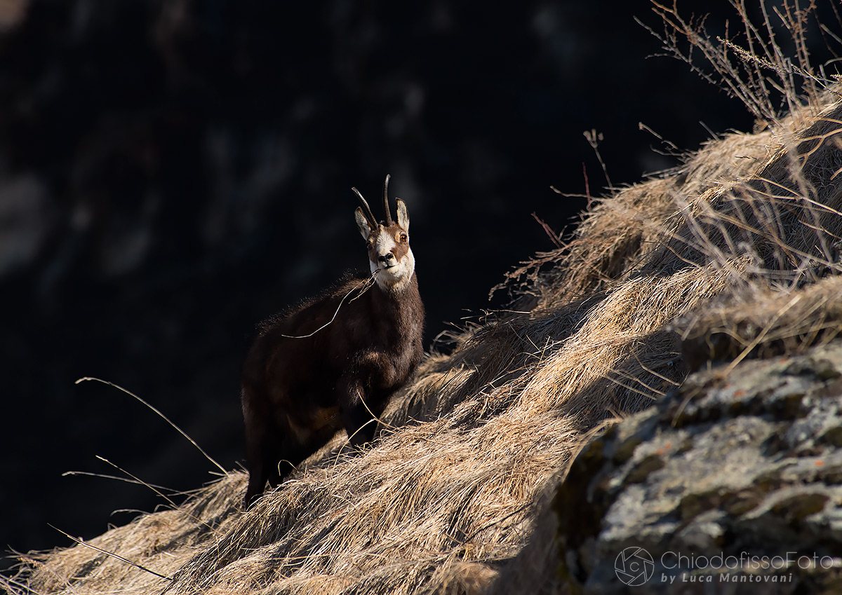 Camoscio al primo sole del mattino