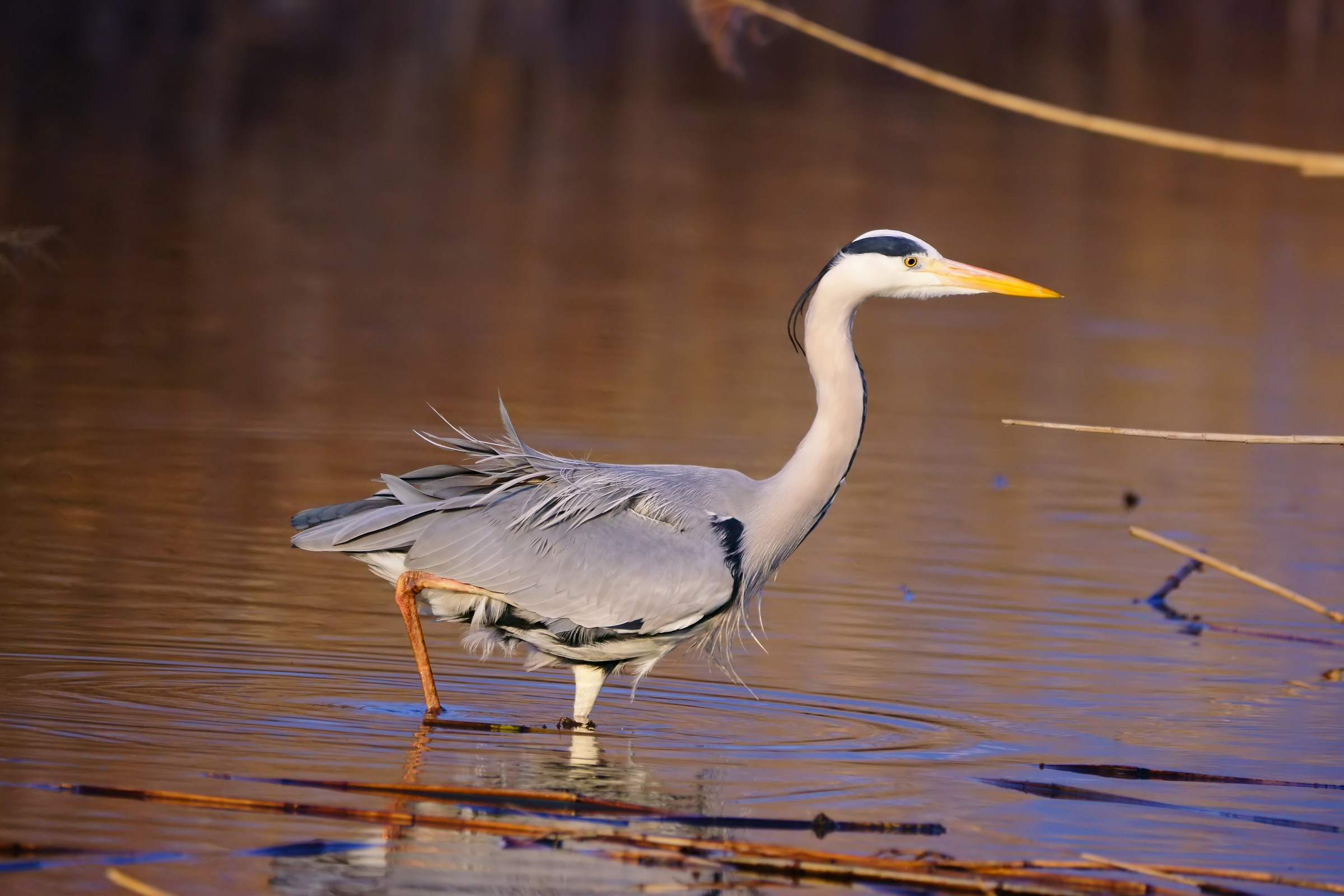 Heron at sunset