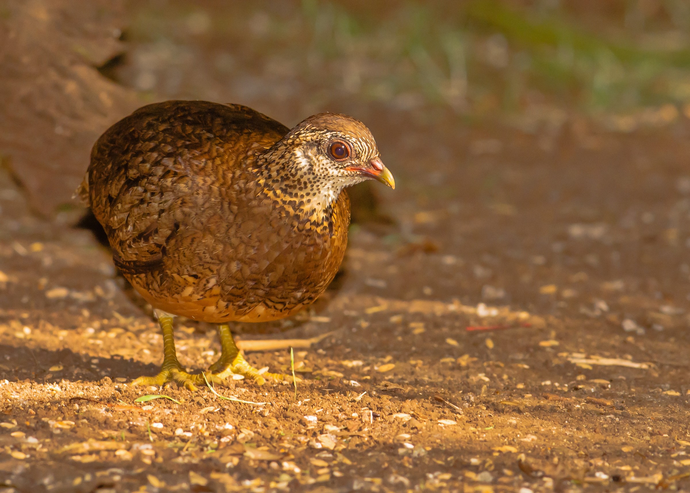 Partridge brown neck