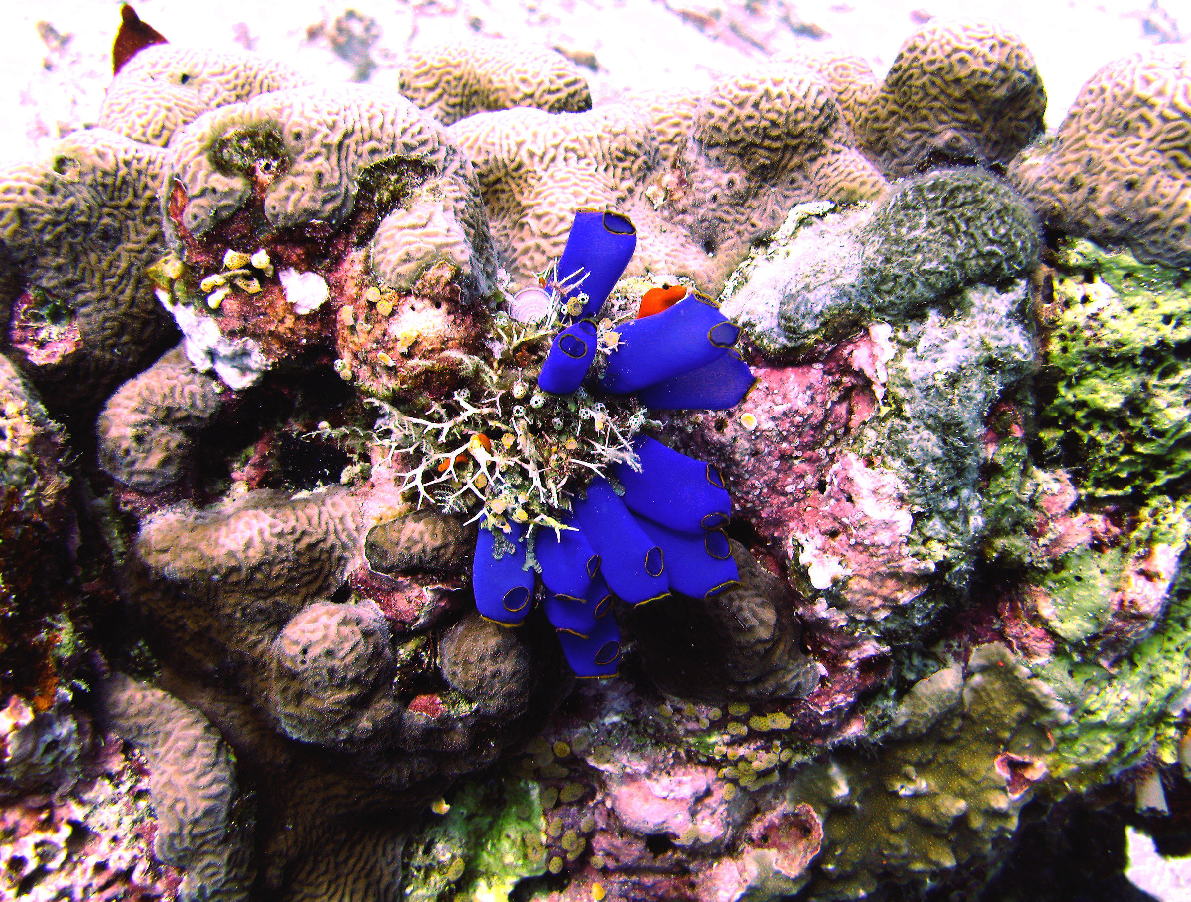 hypnotic colors in the depths of the Philippines