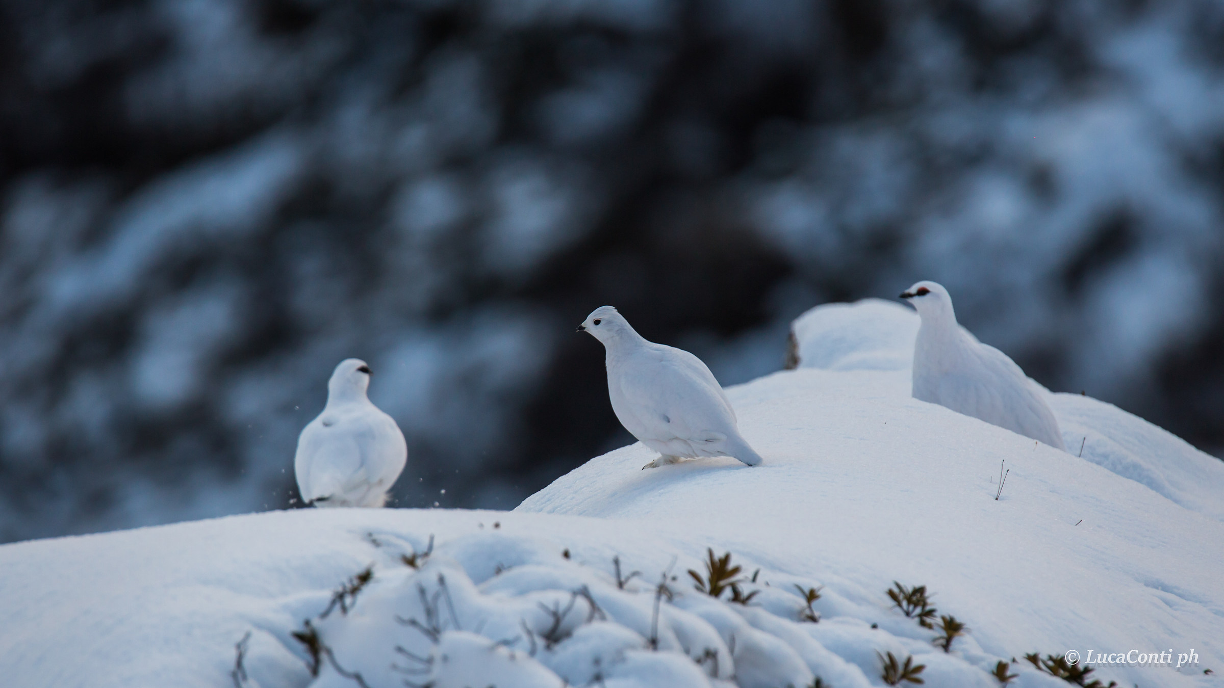ptarmigan