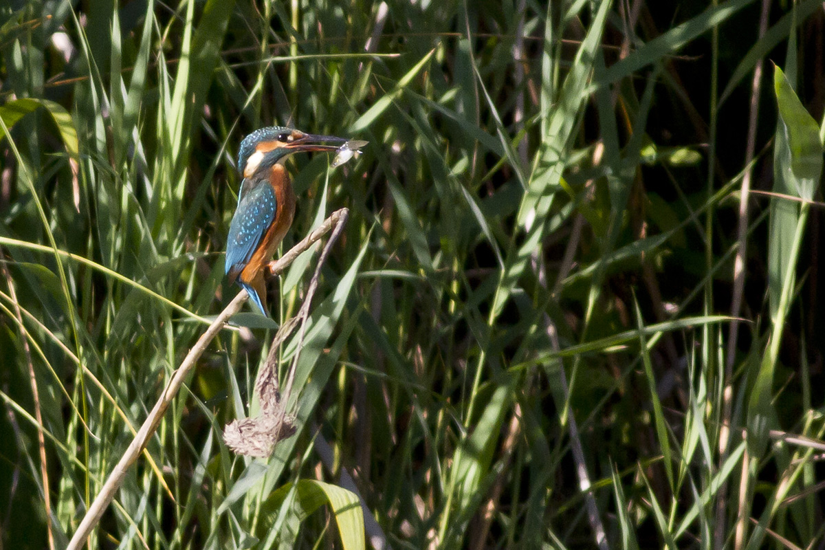 First outing with the new 7D