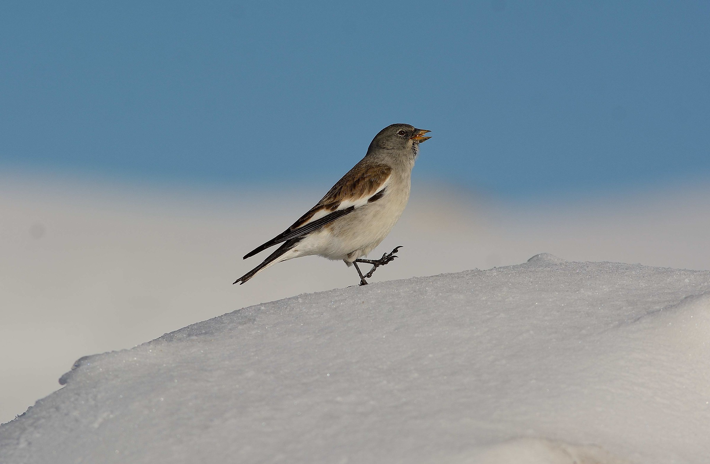 Dance Alpine Friguello